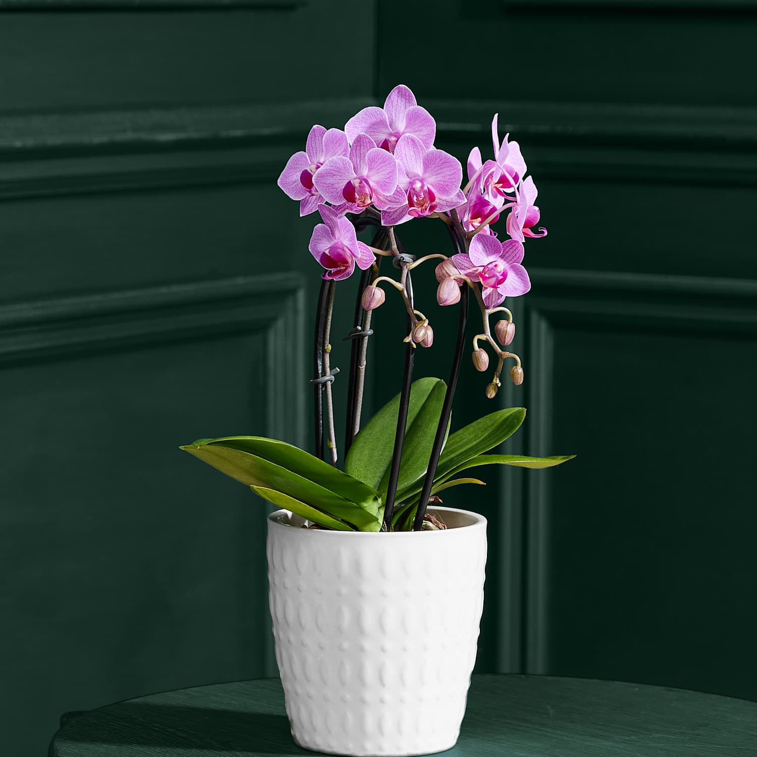M&S Flower Market Purple Miniature Phalaenopsis Cascade Orchid in Ceramic Pot