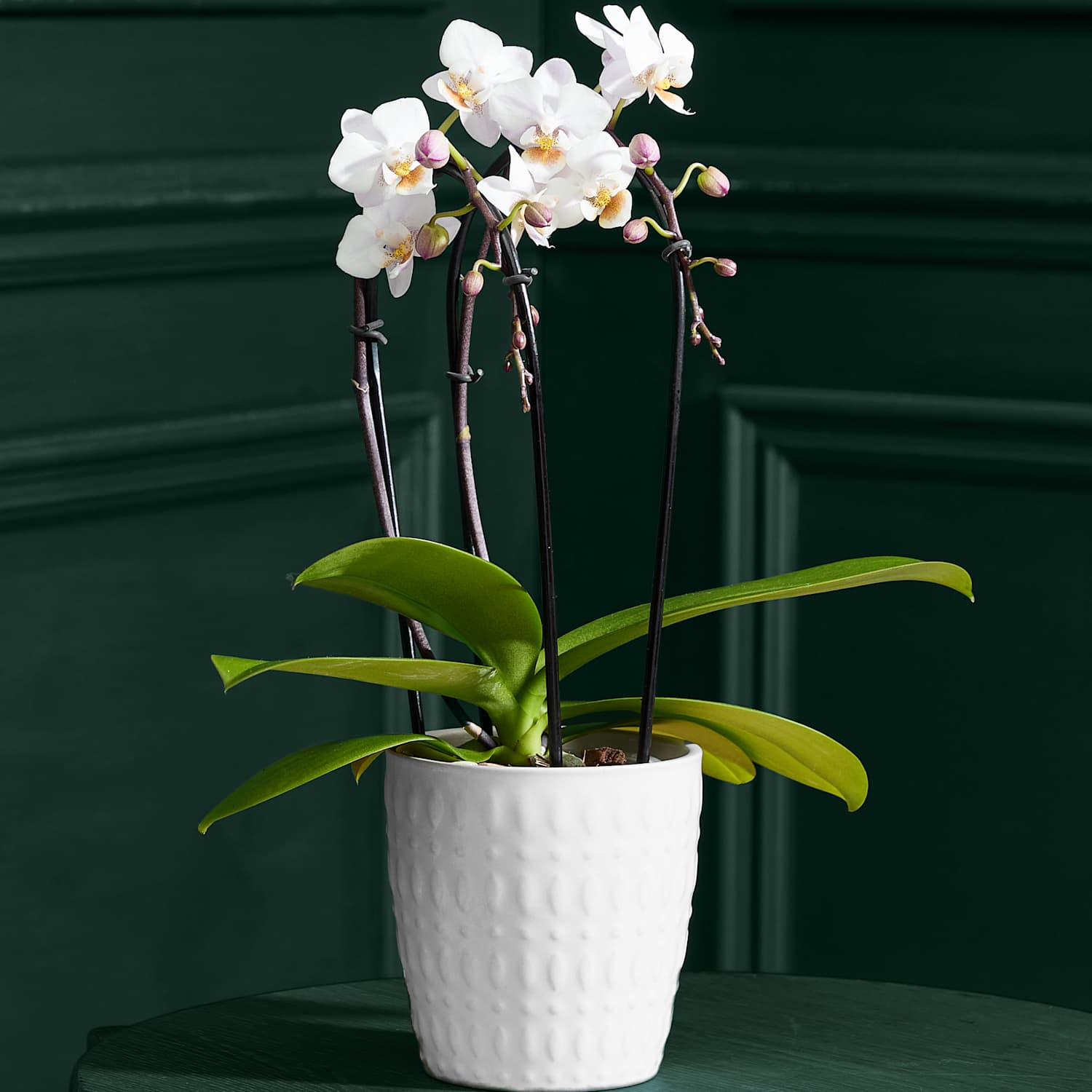 M&S Flower Market White Miniature Phalaenopsis Cascade Orchid in Ceramic Pot