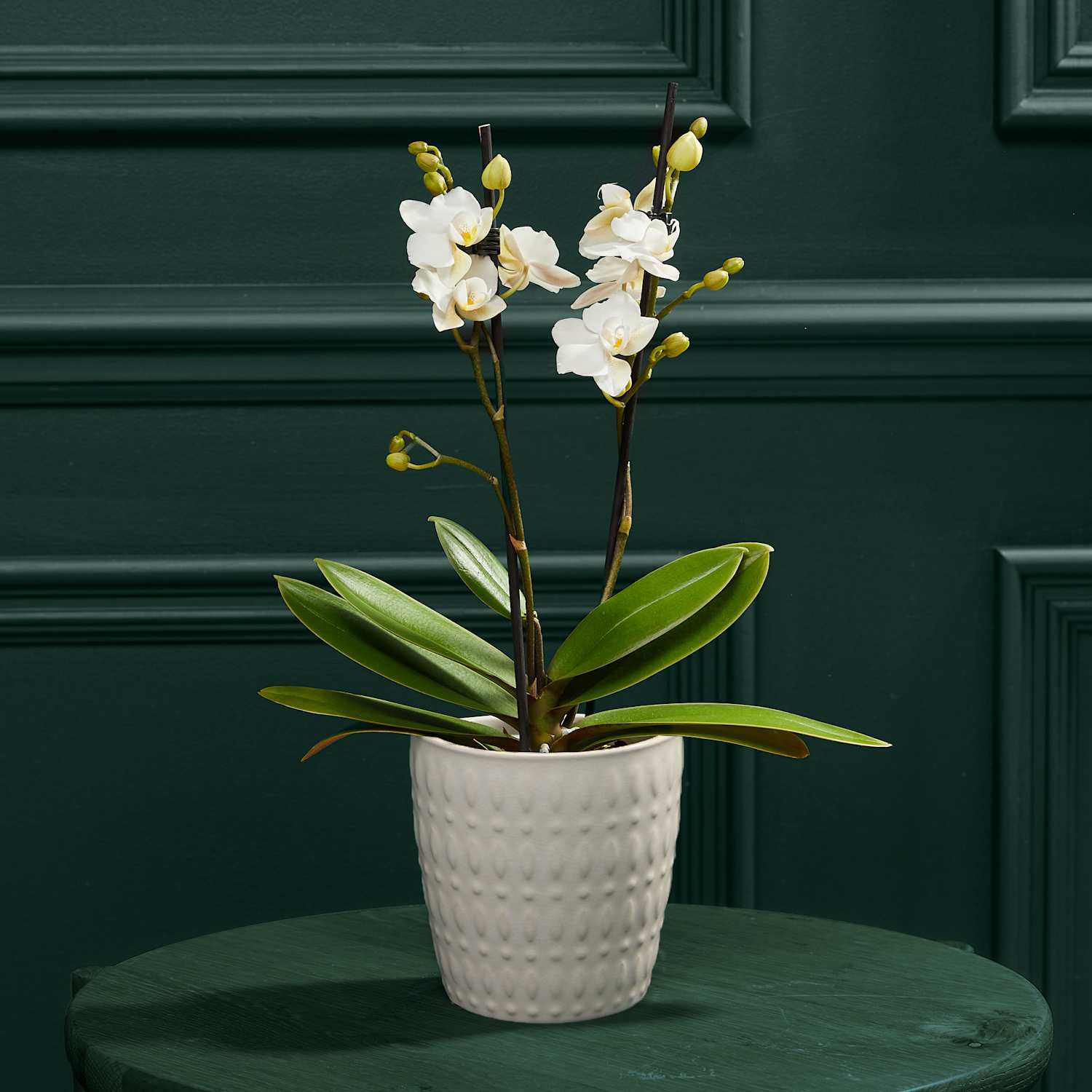 M&S Flower Market White Phalaenopsis Orchid in Ceramic Pot