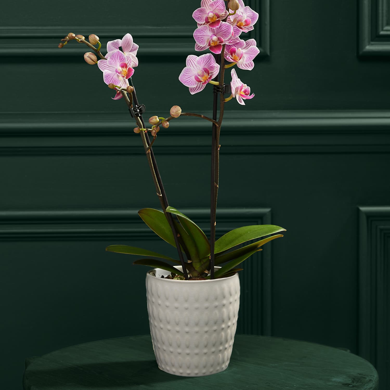 M&S Flower Market Pink Phalaenopsis Orchid in Ceramic Pot