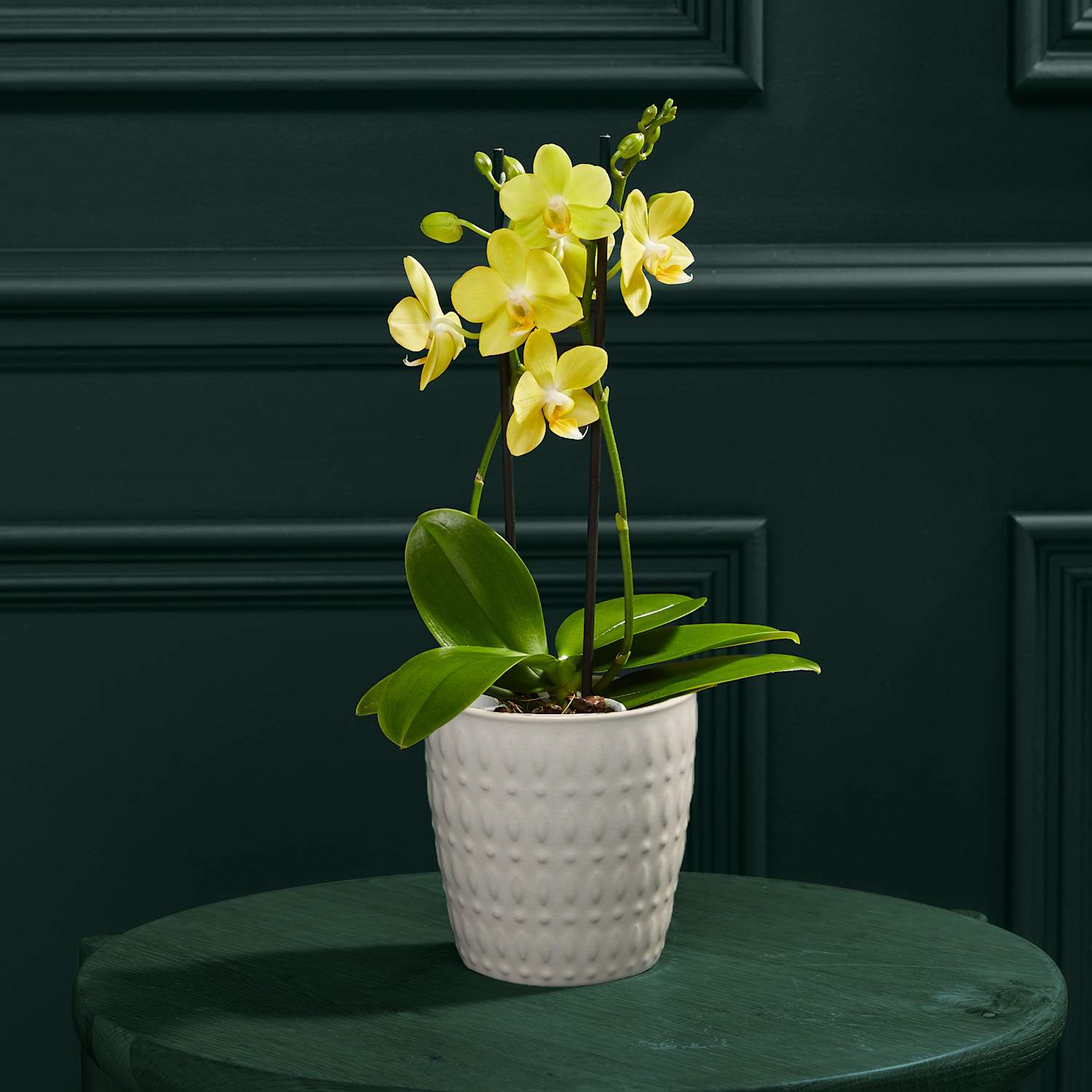 M&S Flower Market Yellow Phalaenopsis Orchid in Ceramic Pot