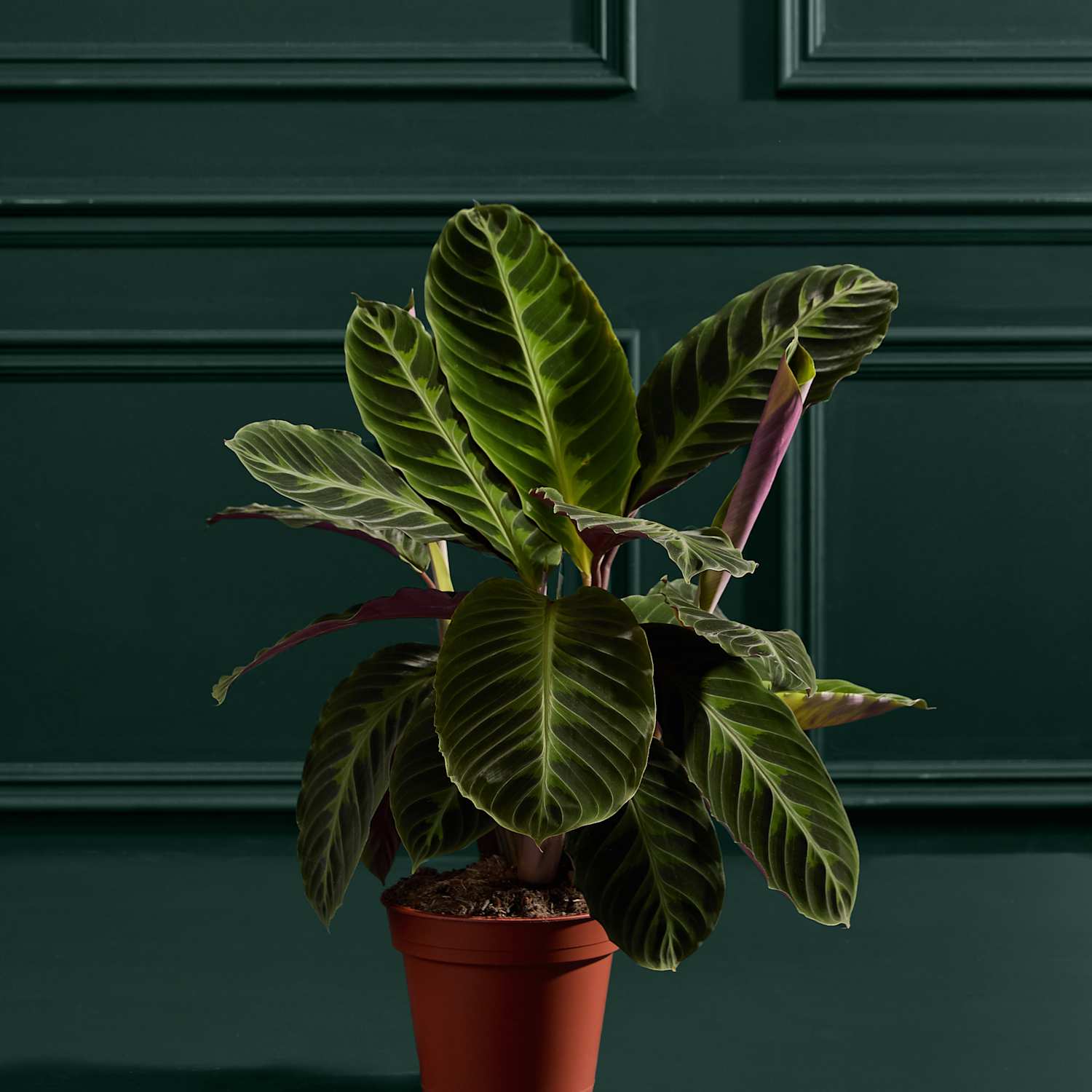 M&S Flower Market Large Calathea Plant