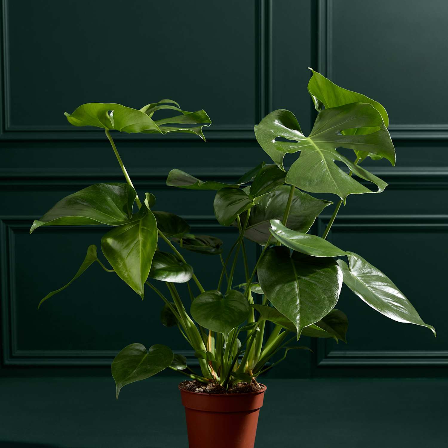 M&S Flower Market Large Monstera (Swiss Cheese Plant)