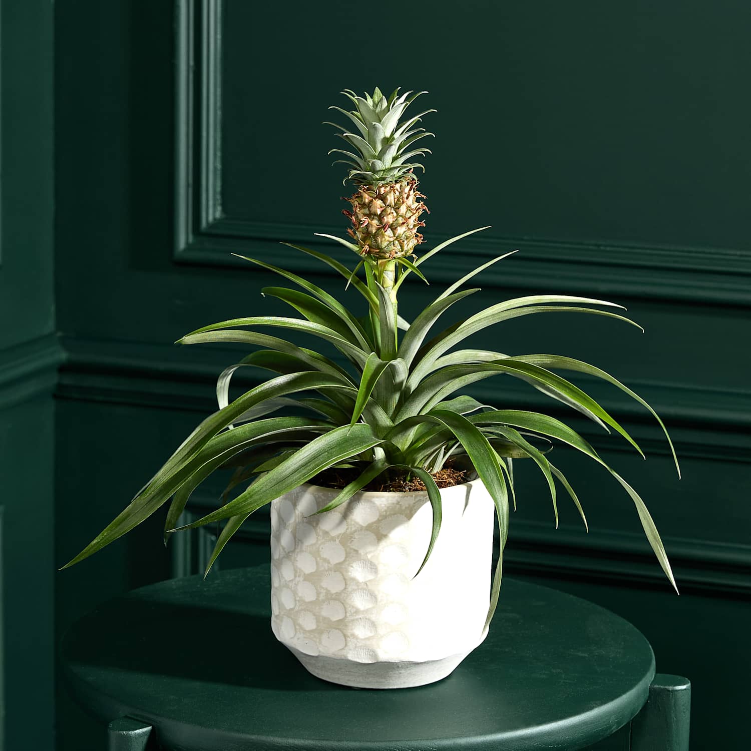 M&S Flower Market Pineapple Plant in Ceramic Pot