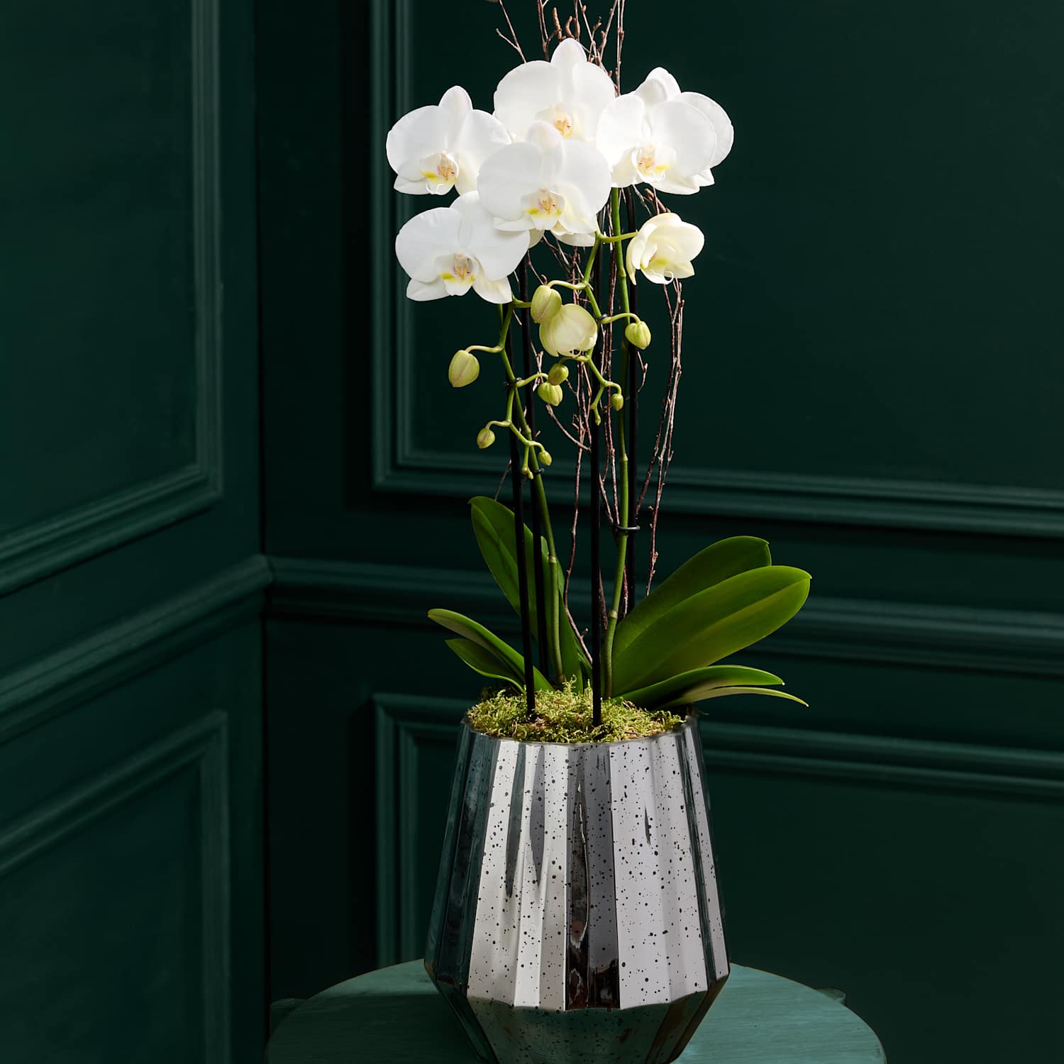 M&S Flower Market White Orchid Cascade in Silver Glass Pot