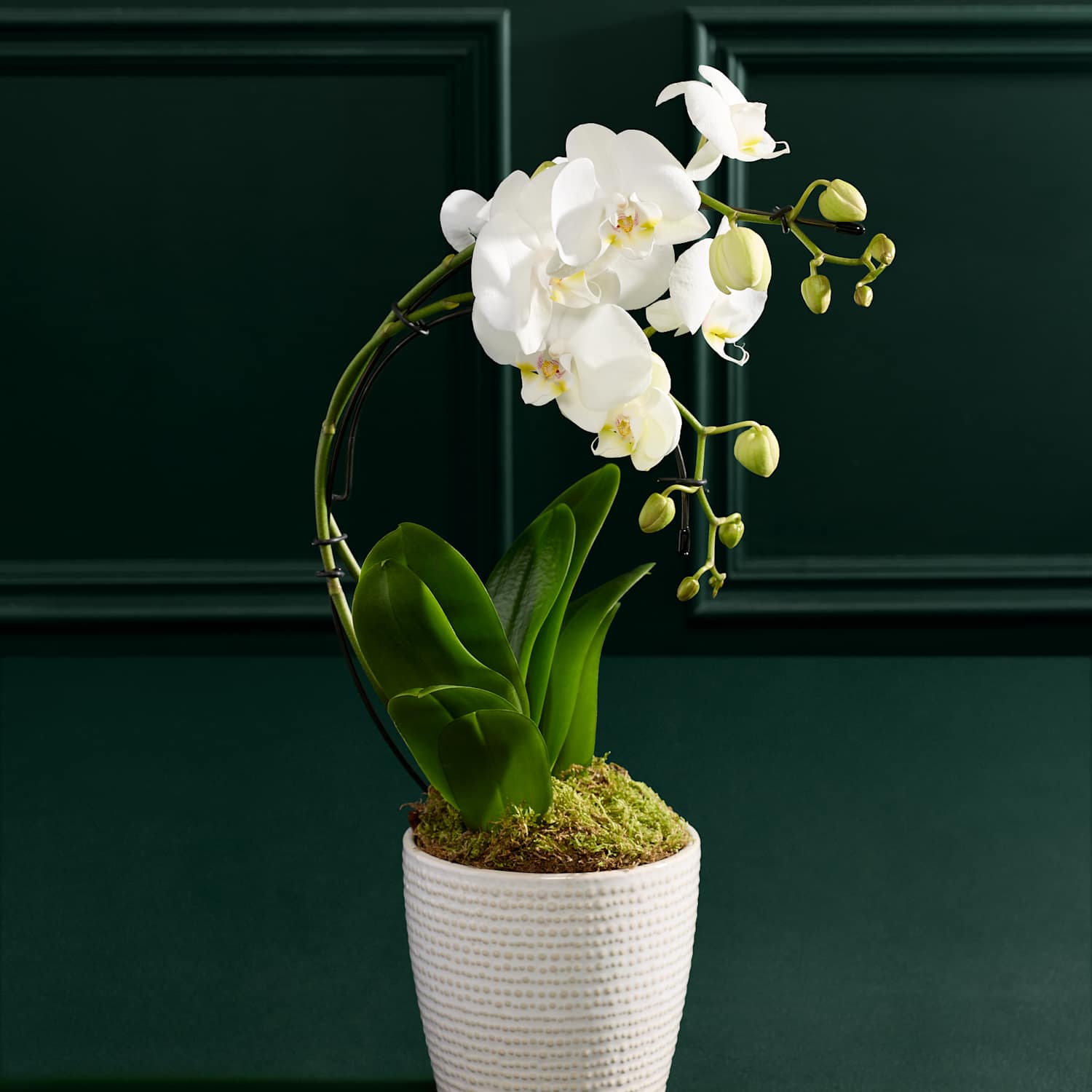 M&S Flower Market Eclipse White Orchid with Ceramic Pot