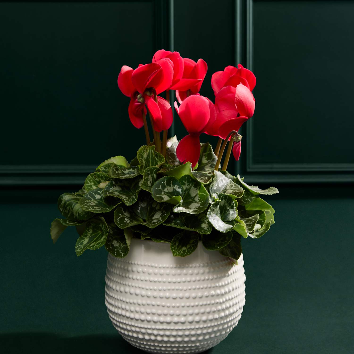 M&S Flower Market Red Cyclamen in Ceramic Pot
