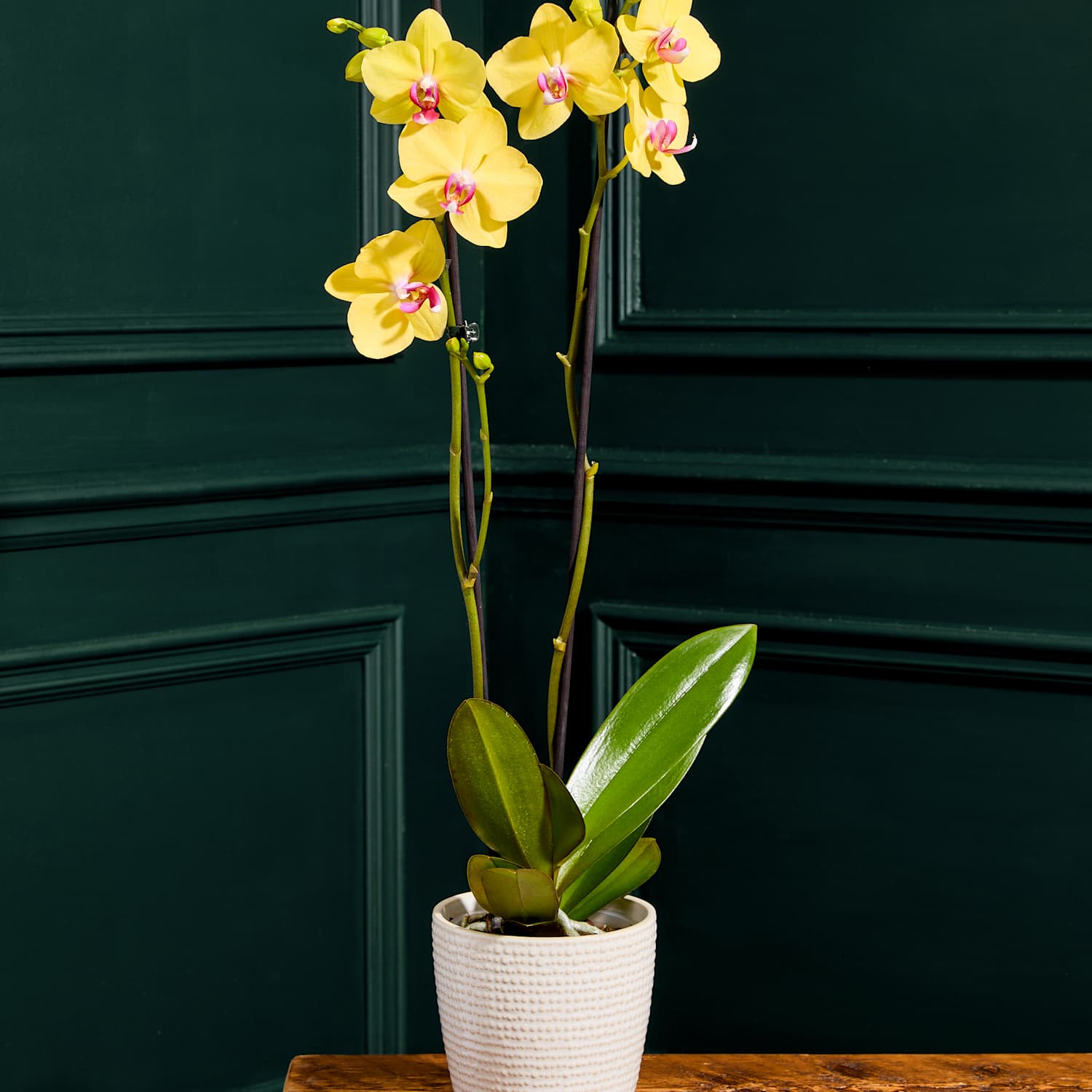 M&S Flower Market Large Yellow Phalaenopsis Orchid in Ceramic Pot