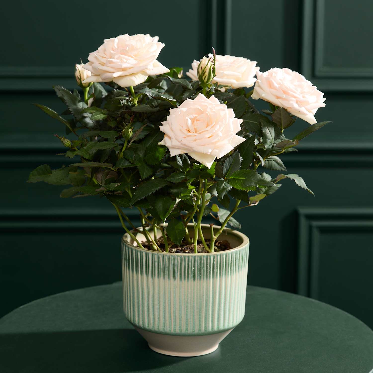 M&S Flower Market Champagne Rose in Ceramic Pot