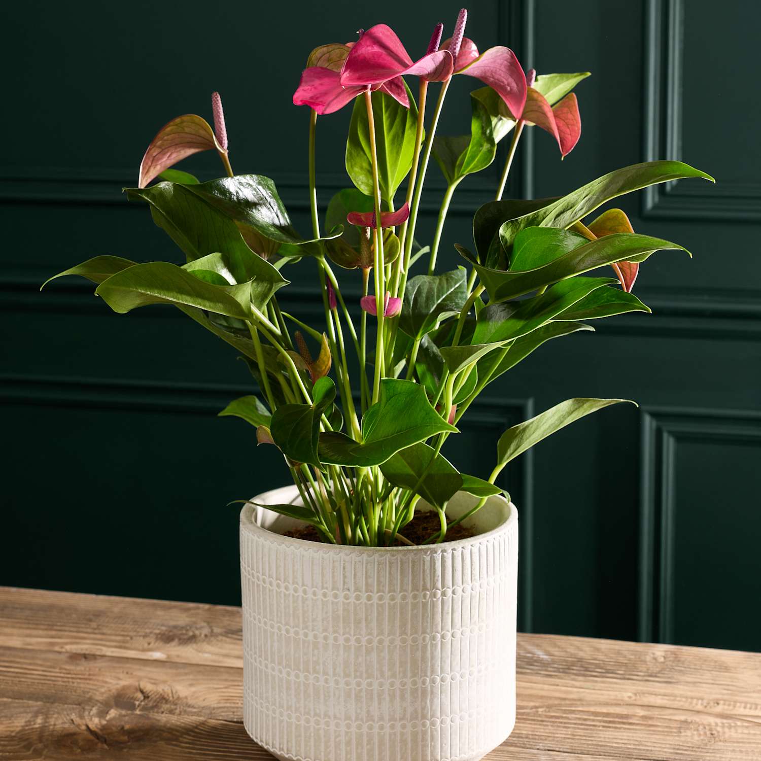 M&S Flower Market Purple Anthurium in Ceramic Pot