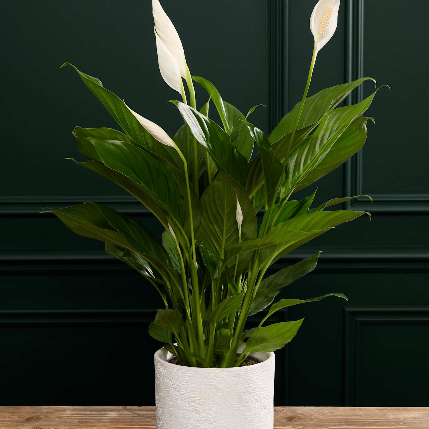 M&S Flower Market Peace Lily in Ceramic Pot
