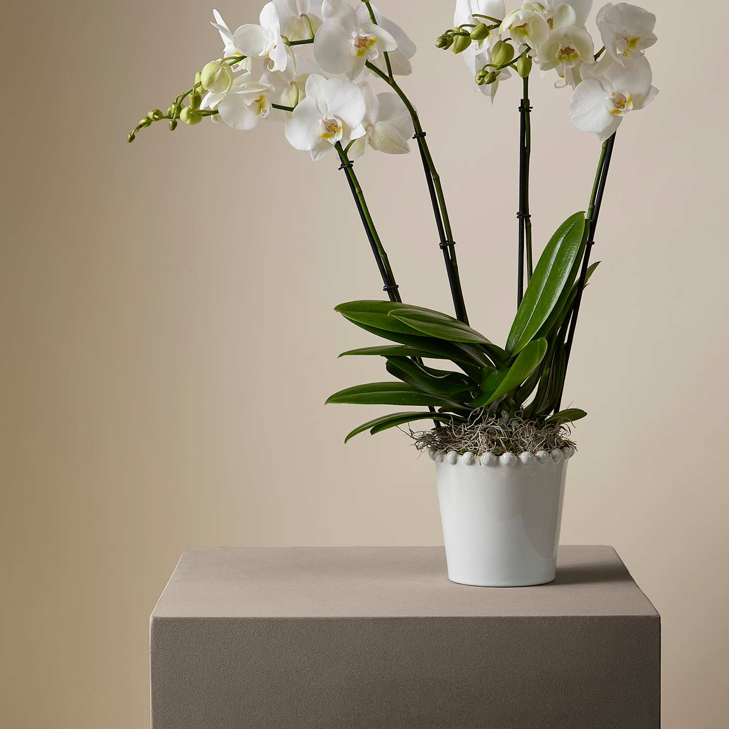 M&S X Kelly Hoppen Orchid in Ceramic Pot