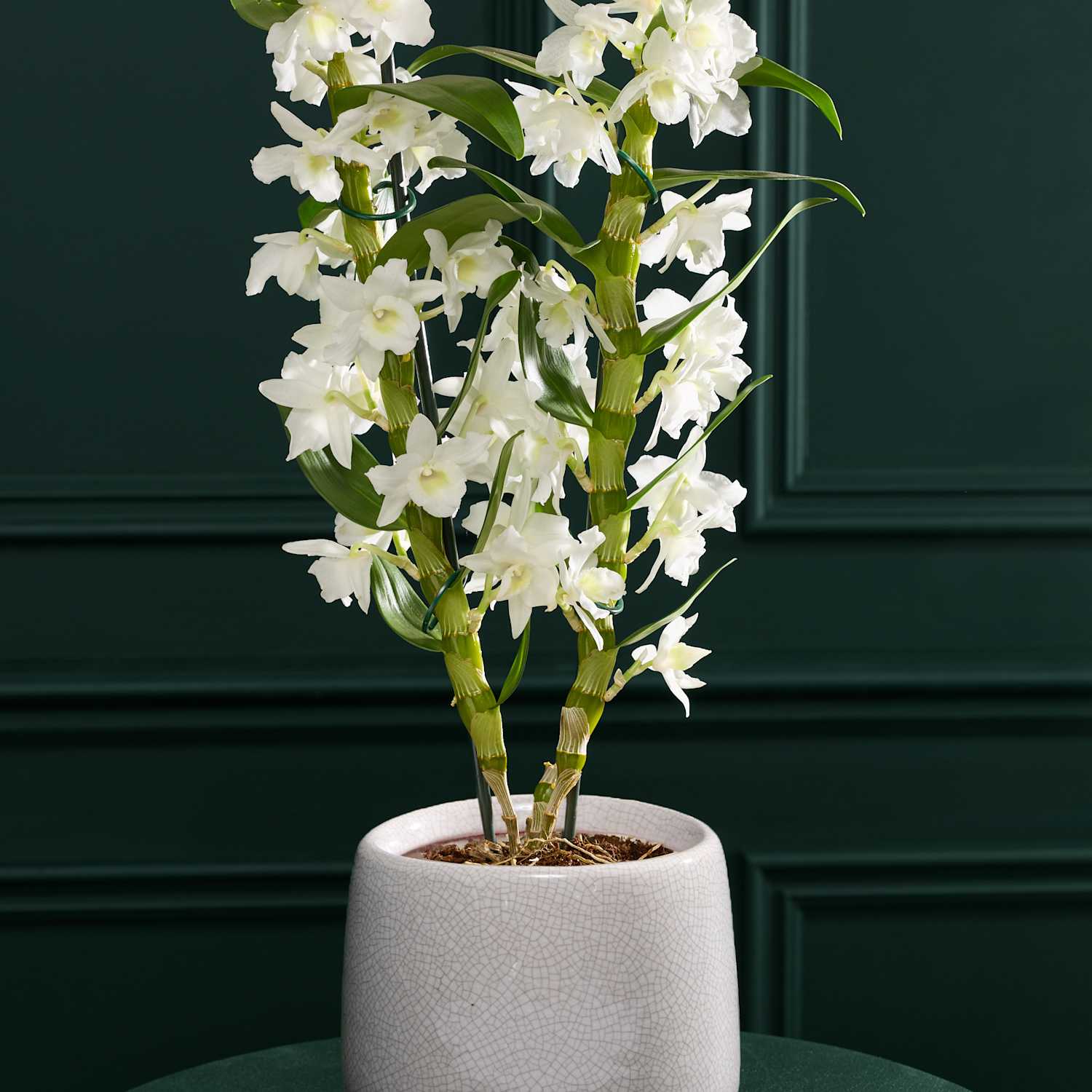 M&S Flower Market White Dendrobium Orchid with Glazed Pot