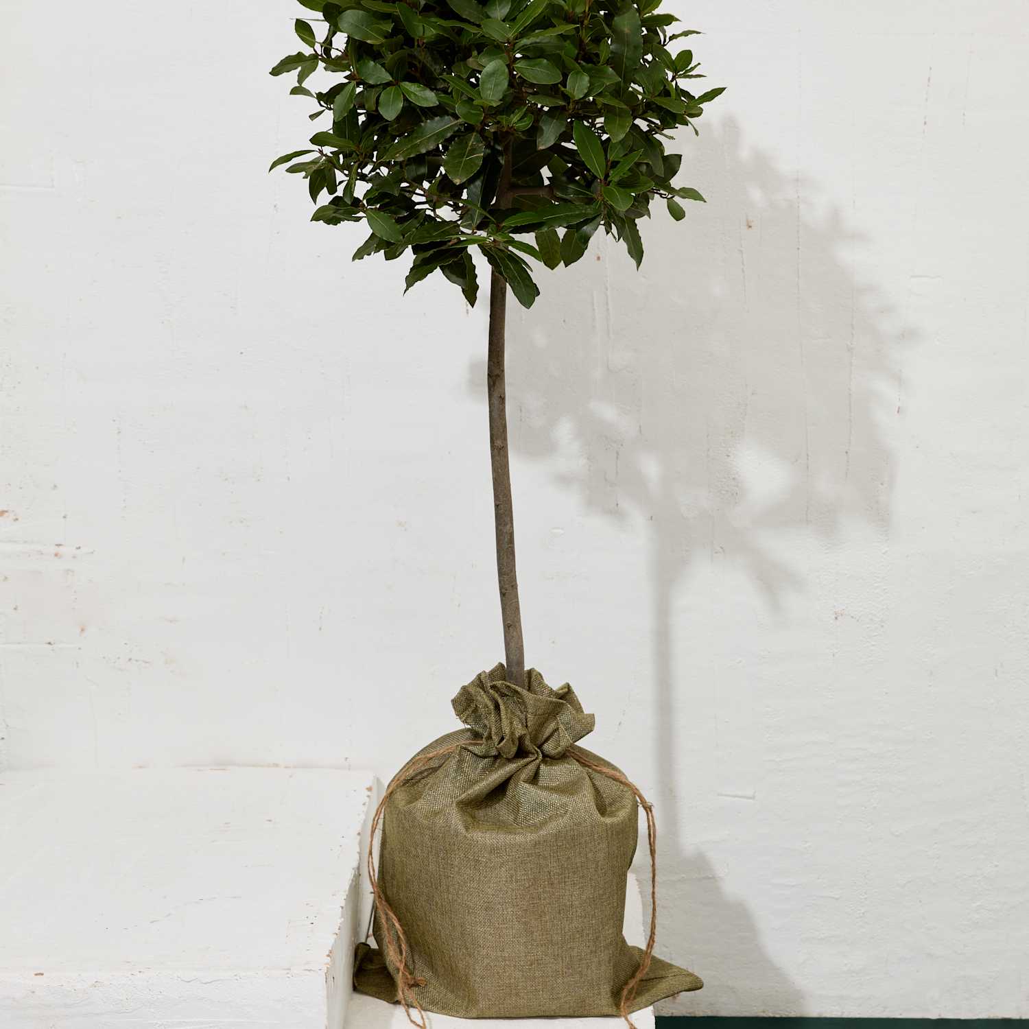 M&S Flower Market Bay Tree in Hessian Gift Bag