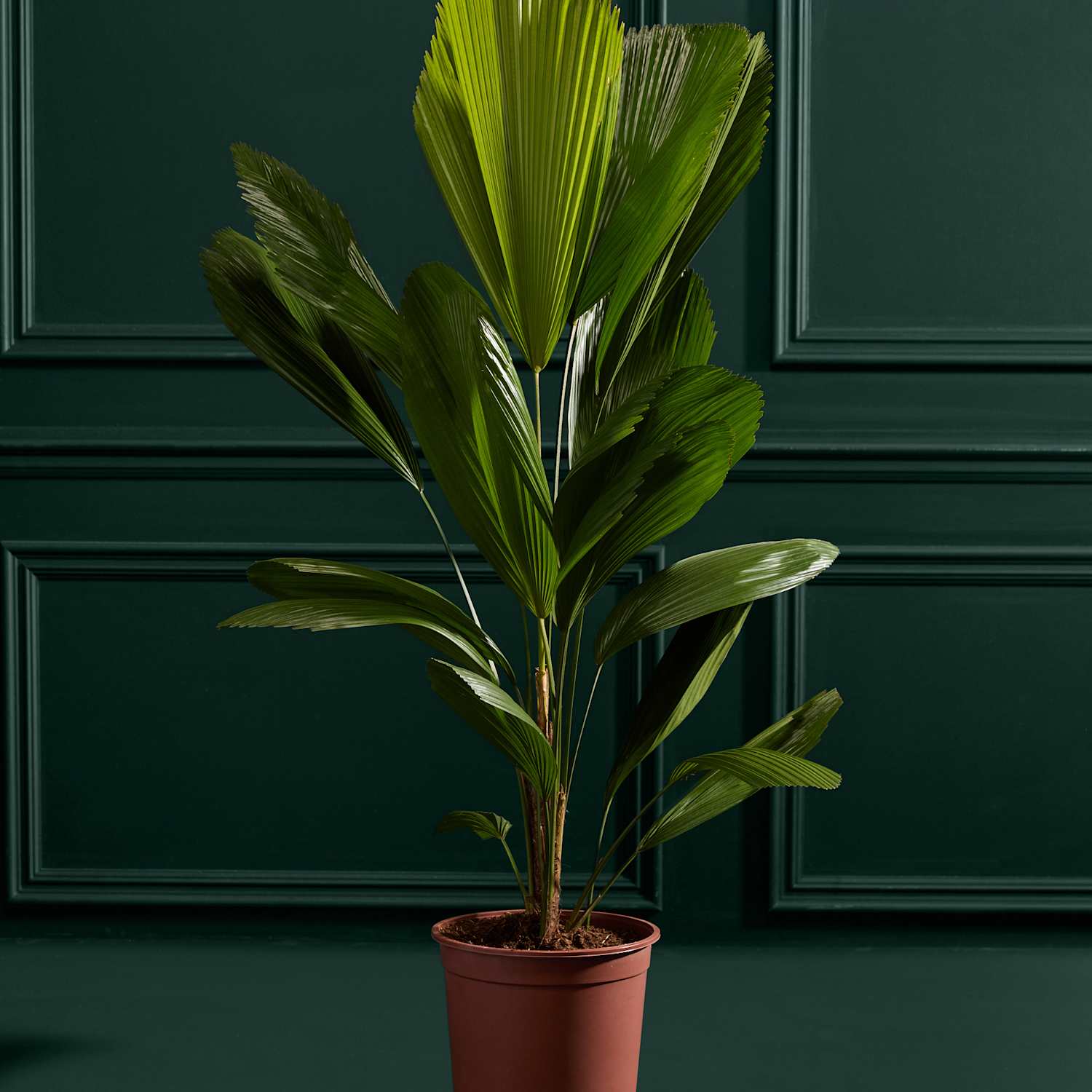 M&S Flower Market Extra Large Ruffled Fan Palm in Grower Pot