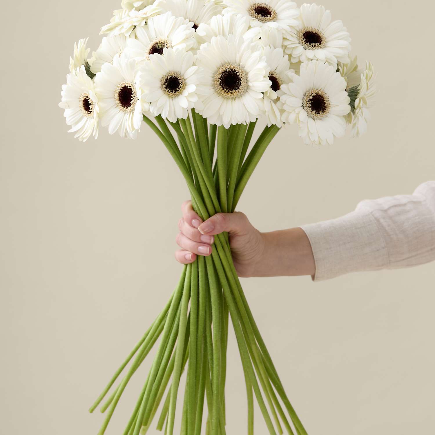 M&S X Kelly Hoppen White Germini Bouquet