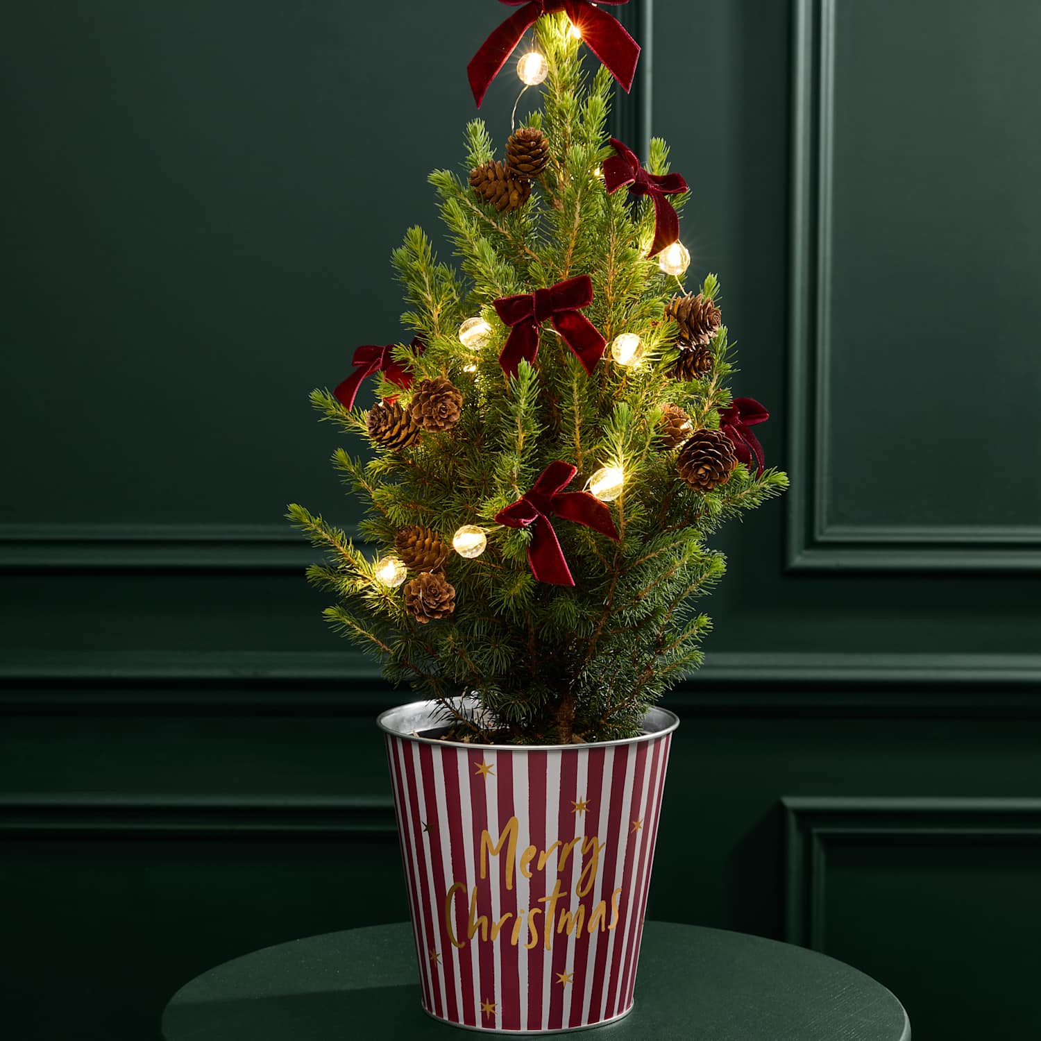 M&S Flower Market Mini Real Christmas Tree in Merry Christmas Pot
