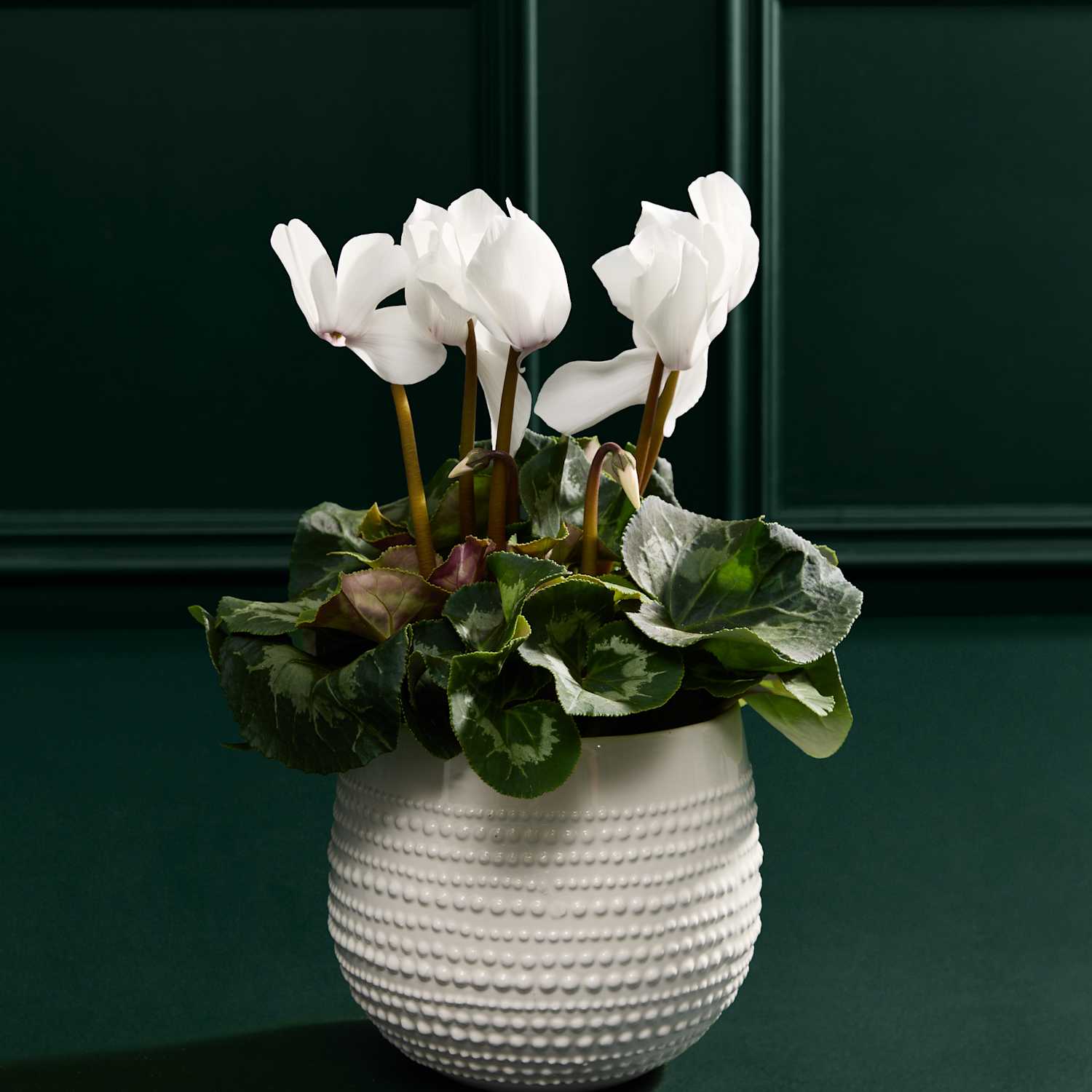 M&S Flower Market White Cyclamen in Ceramic Pot