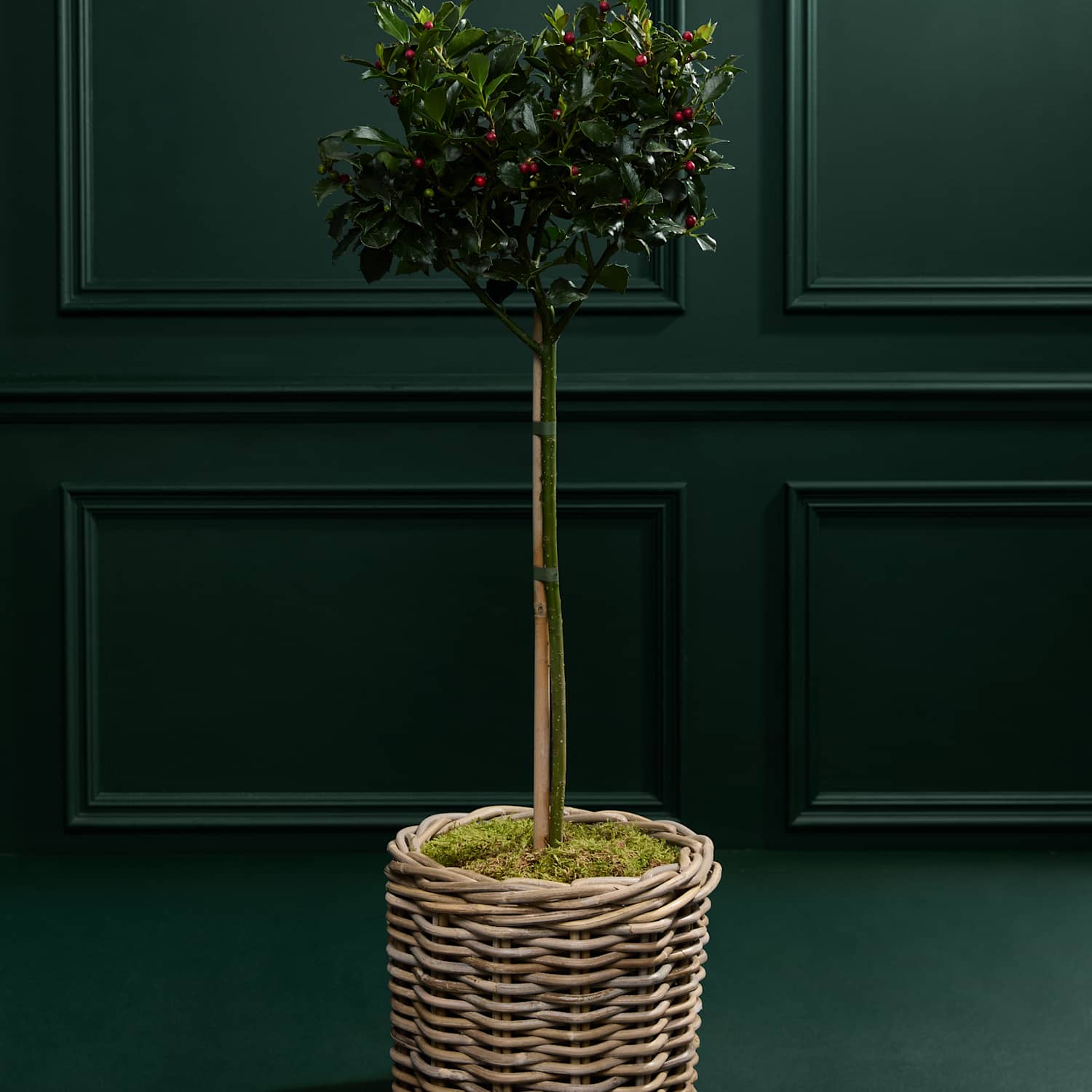 M&S Flower Market Outdoor Holly Tree in Kubu Basket