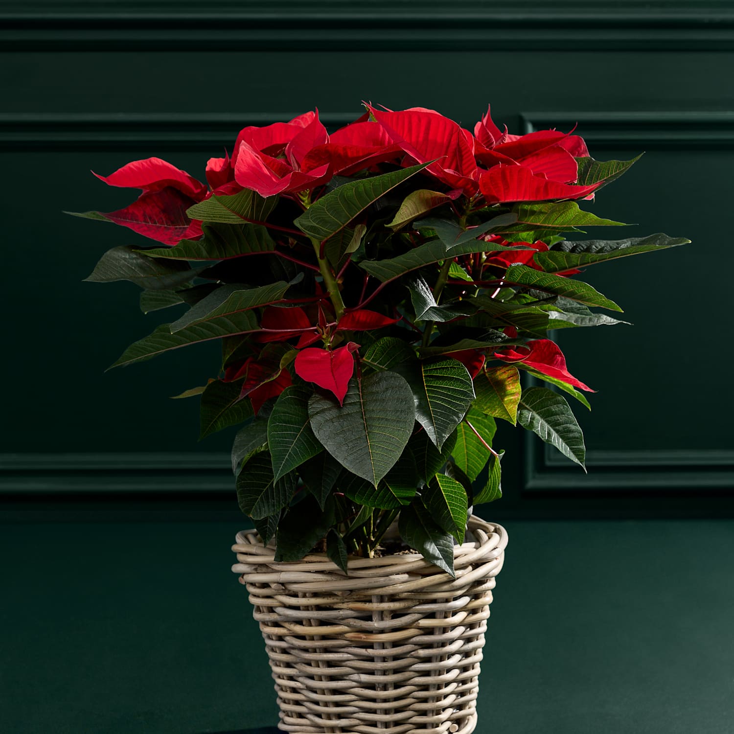 M&S Flower Market Poinsettia in Kubu Basket