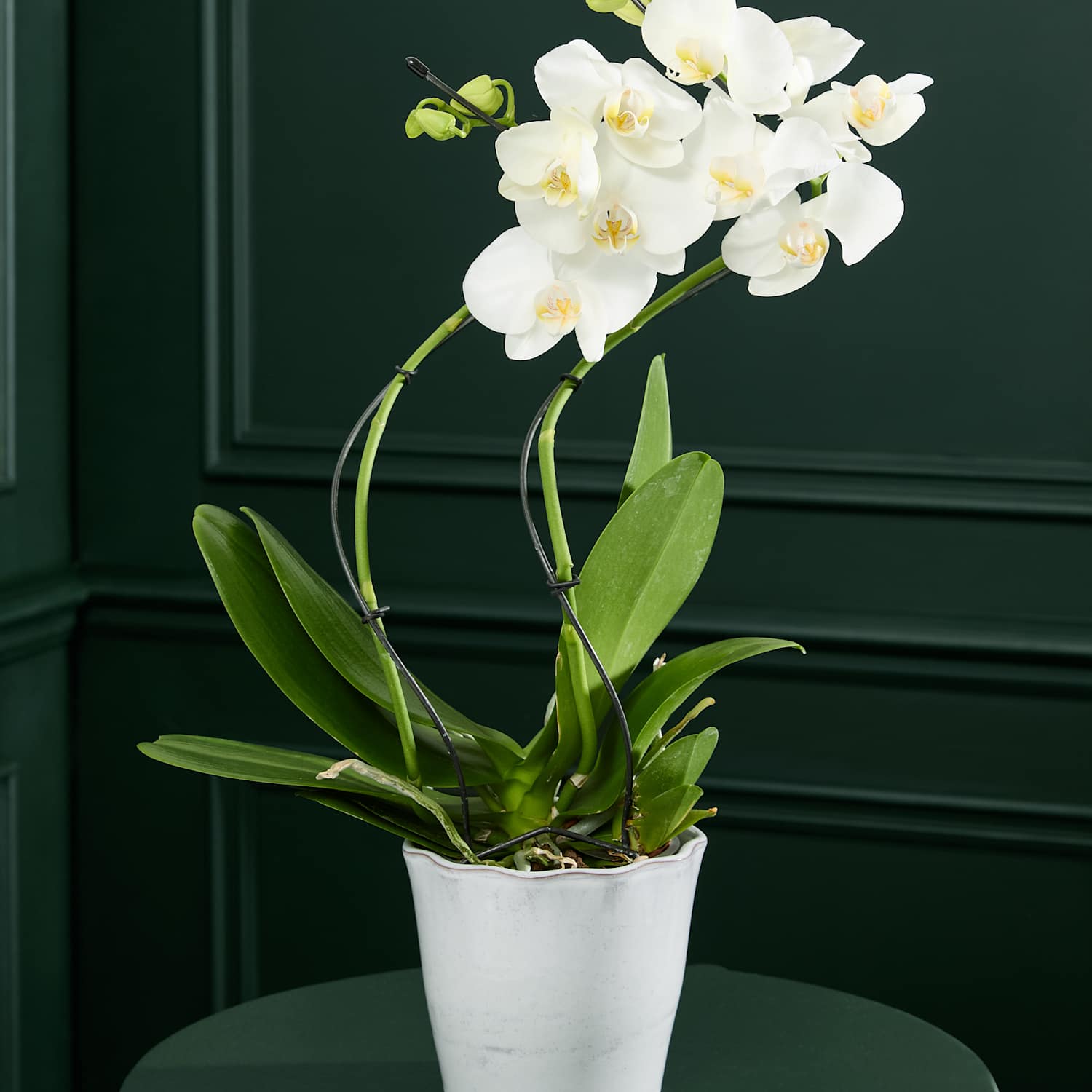 M&S Flower Market Hurricane Orchid in Ceramic Pot