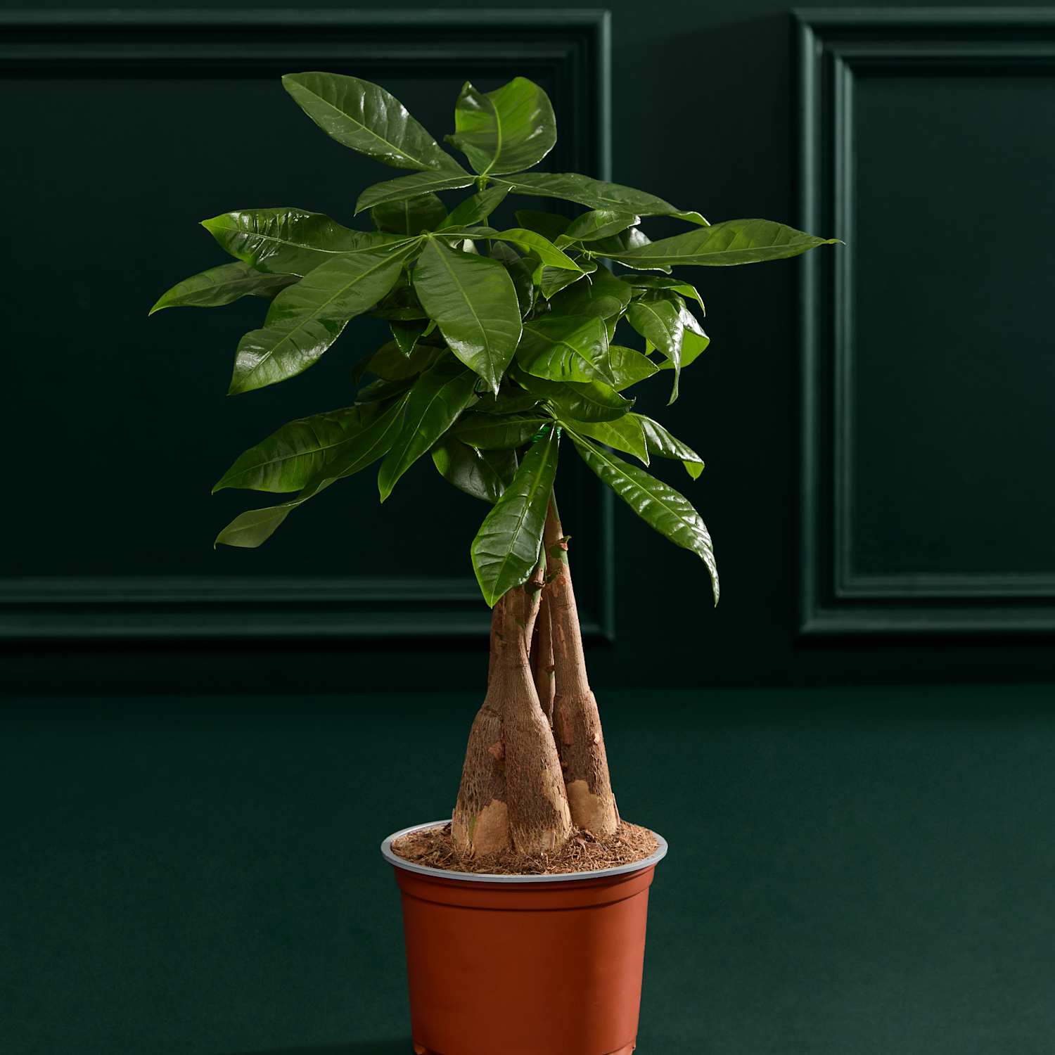 M&S Flower Market Money Tree In Grow Pot