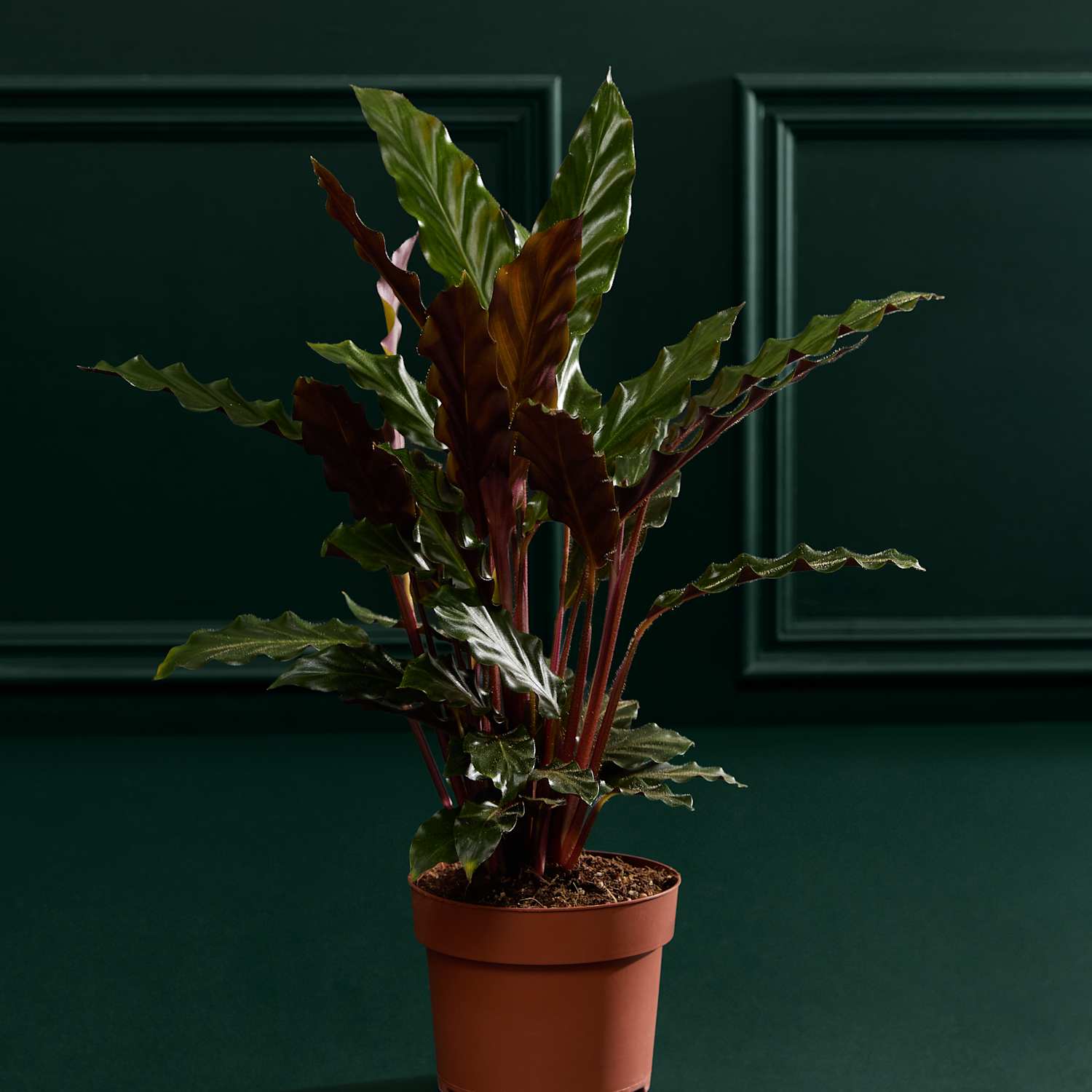 M&S Flower Market Calathea Rufibarba In Grow Pot