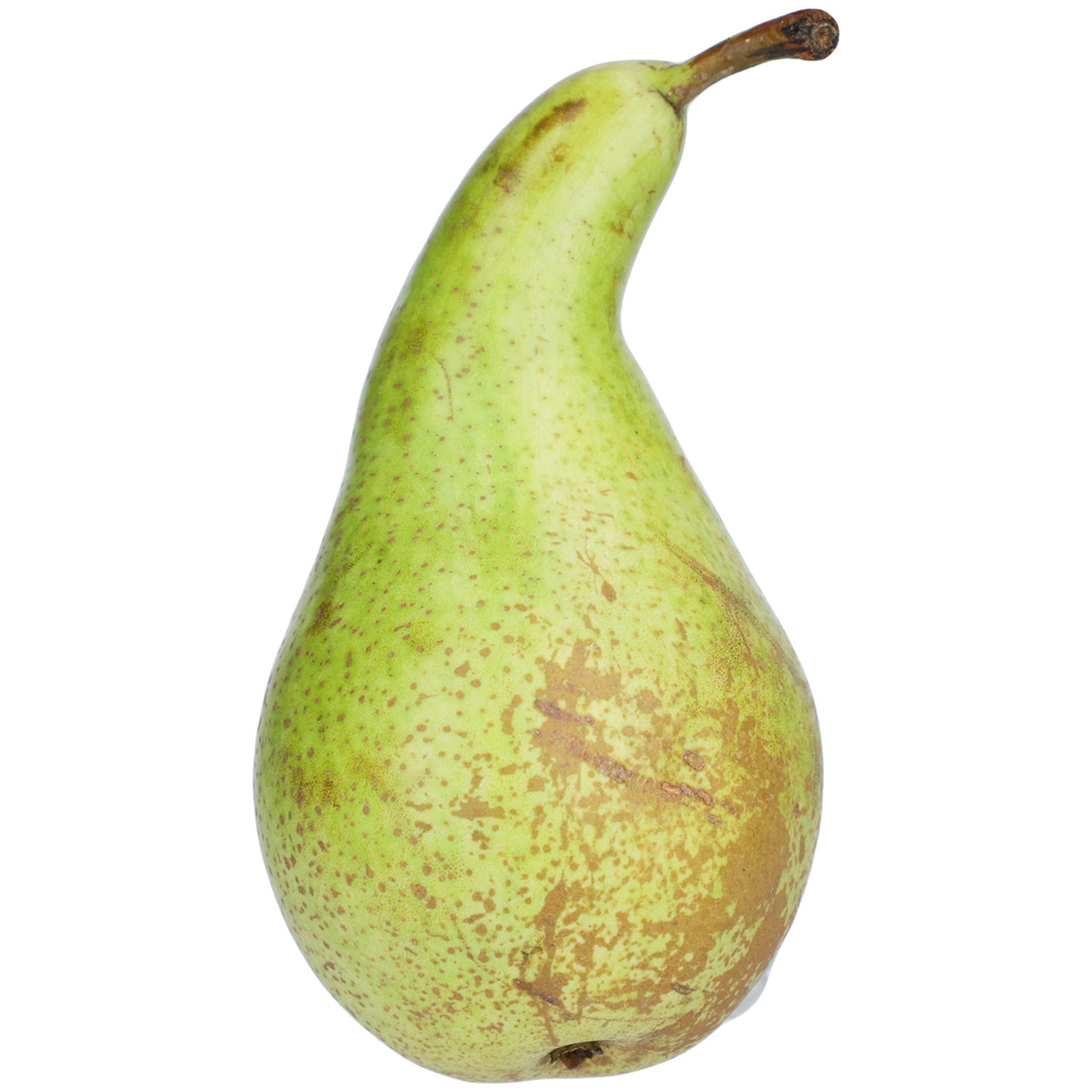Conference Pear 1 of 5
