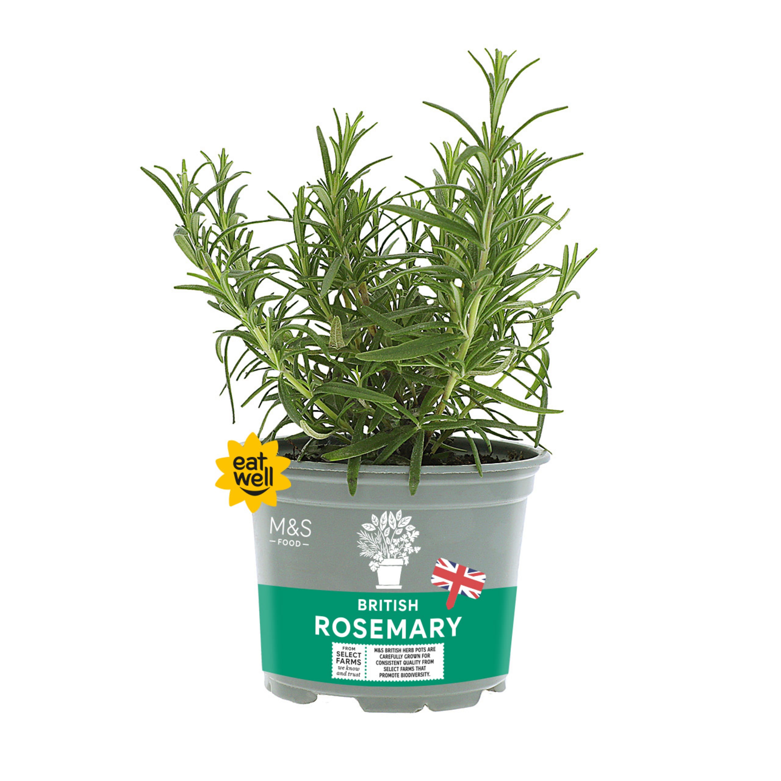 British Rosemary 1 of 2