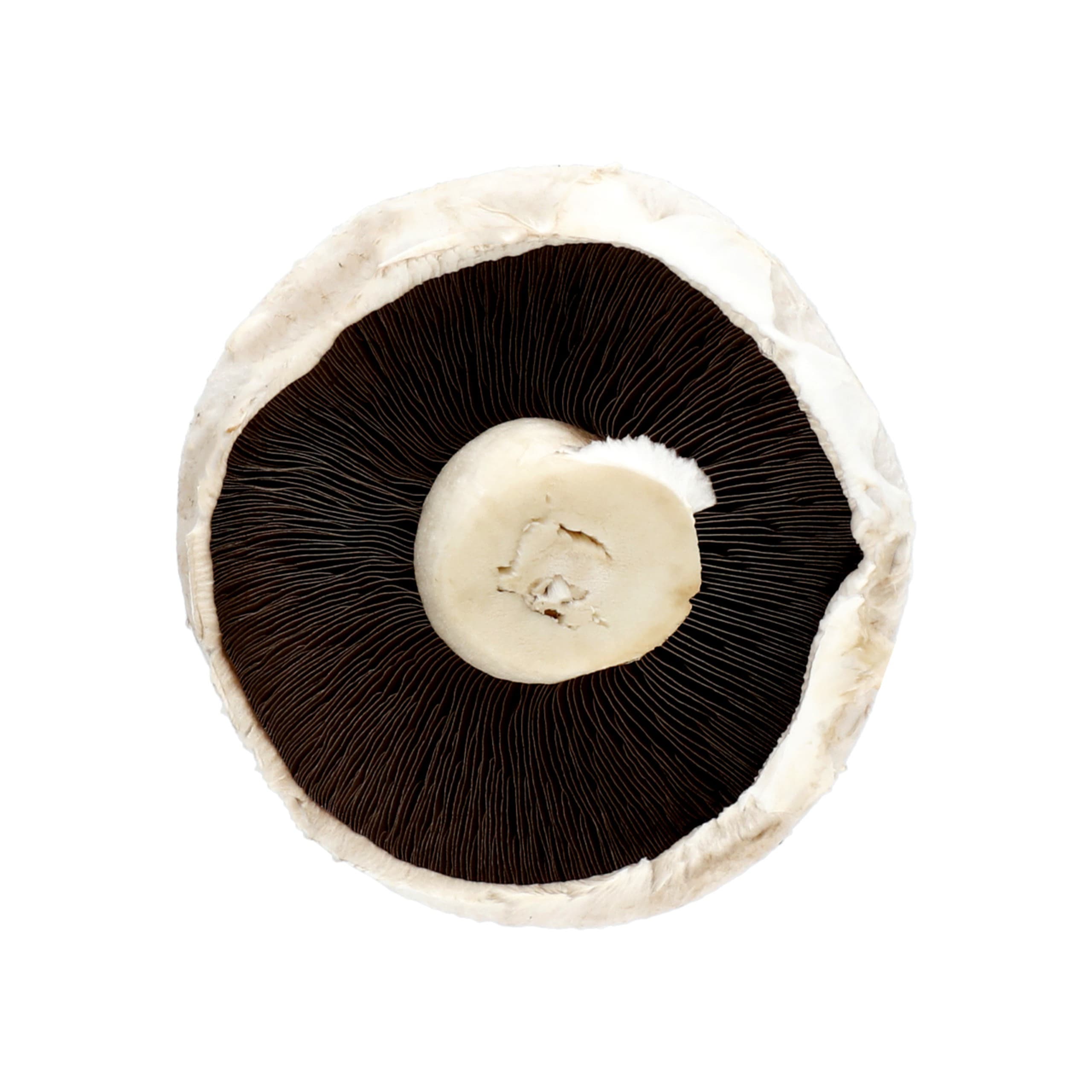 Flat Mushrooms 1 of 1