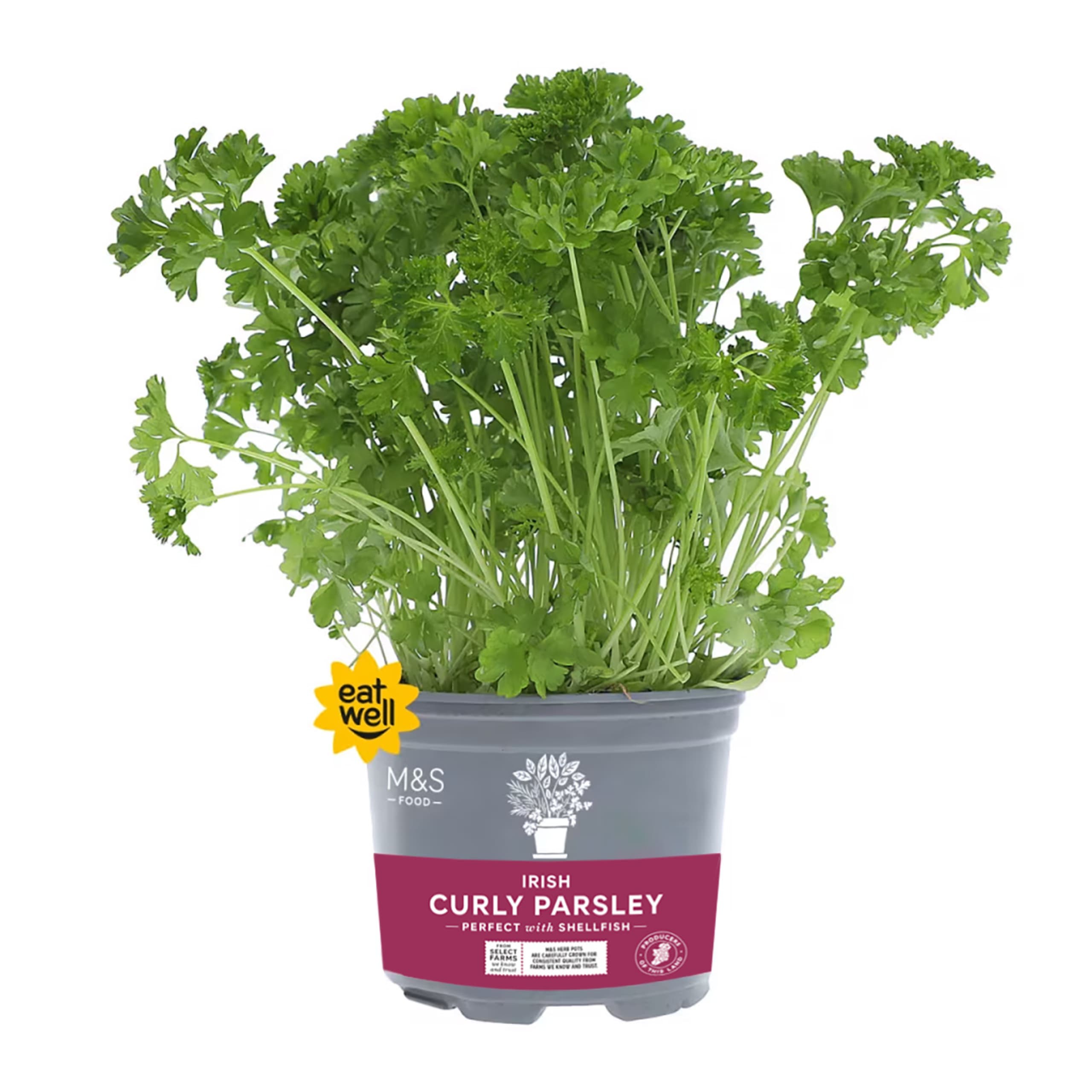 Irish Curly Parsley 1 of 1