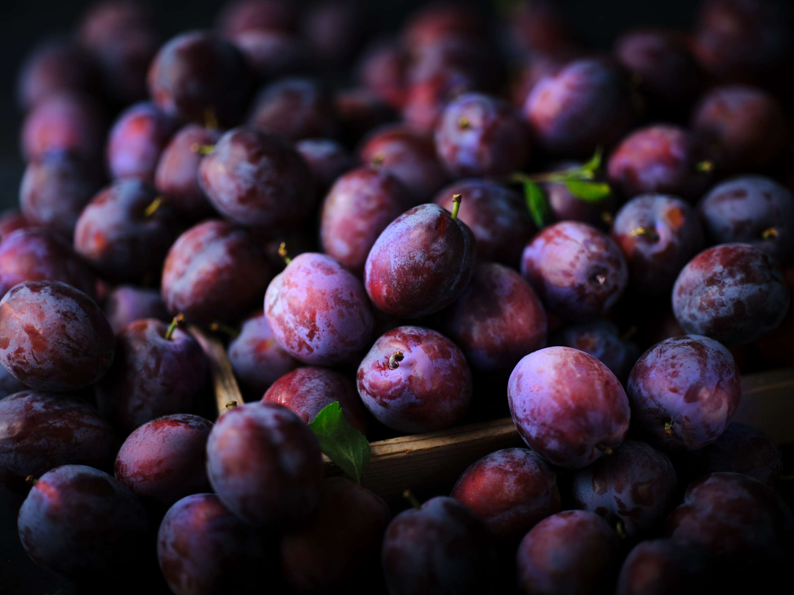 British Plums 2 of 3