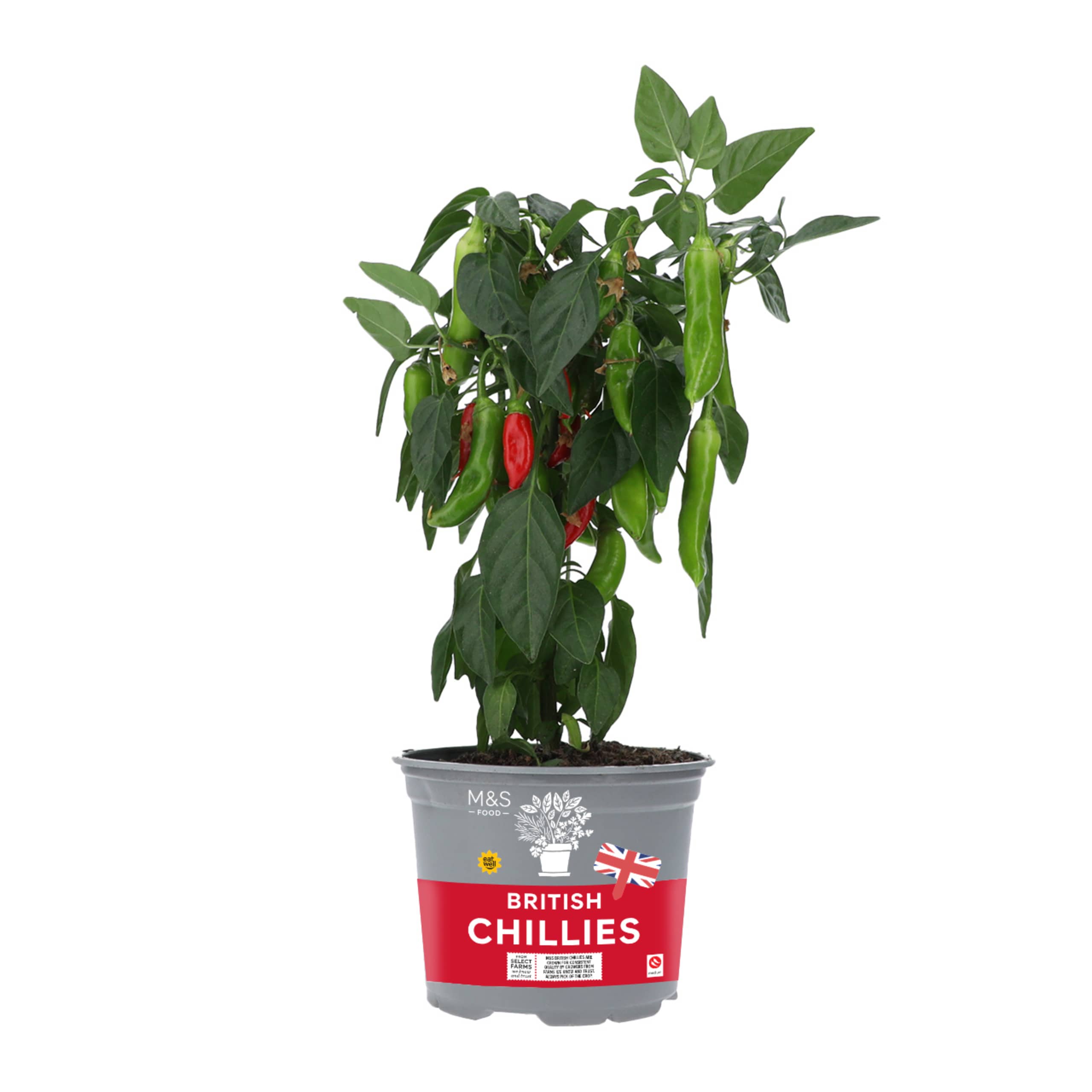 British Chillies 1 of 1