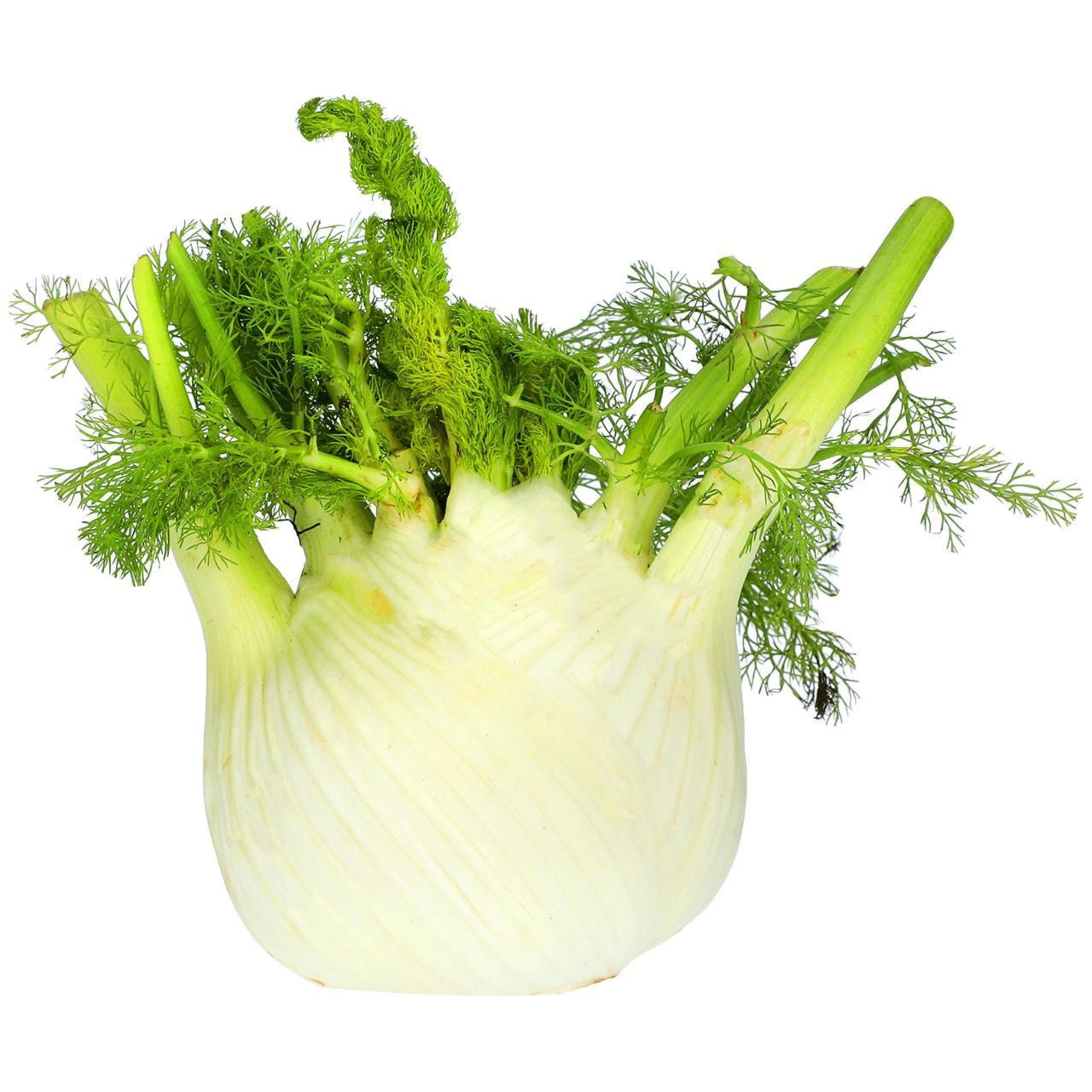 Distinctive Fennel 1 of 1