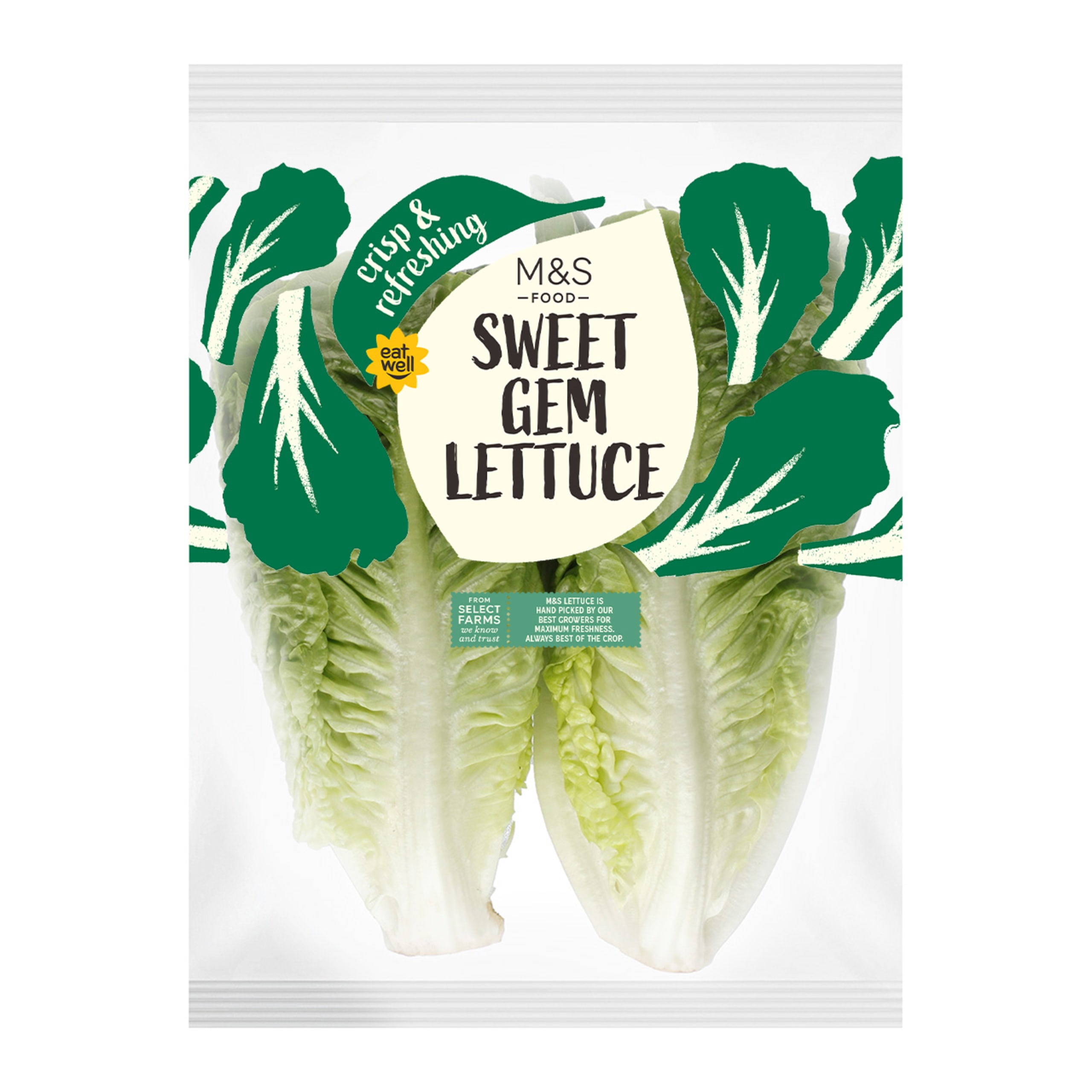 Sweet Gem Lettuce 1 of 1