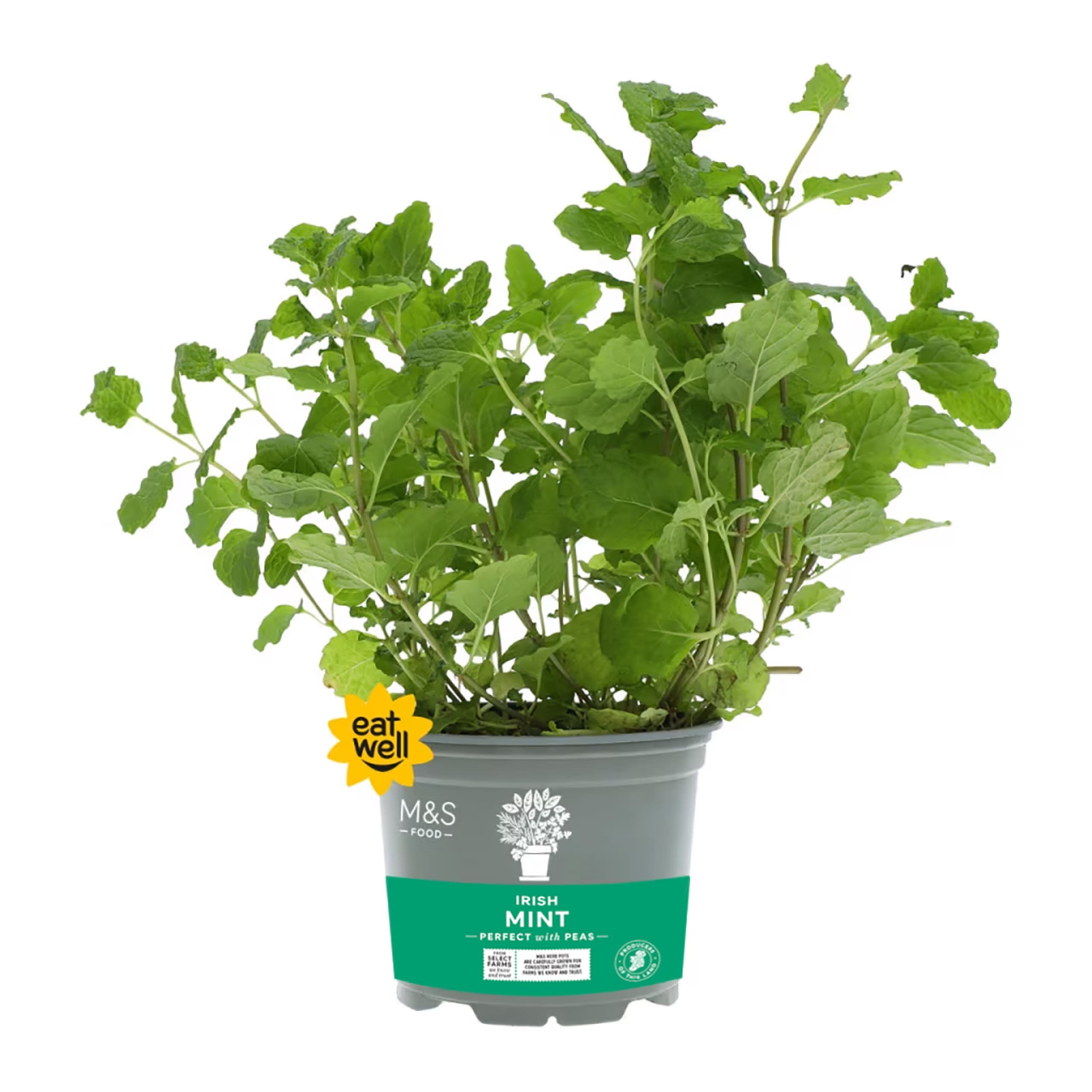 Irish Mint 1 of 1