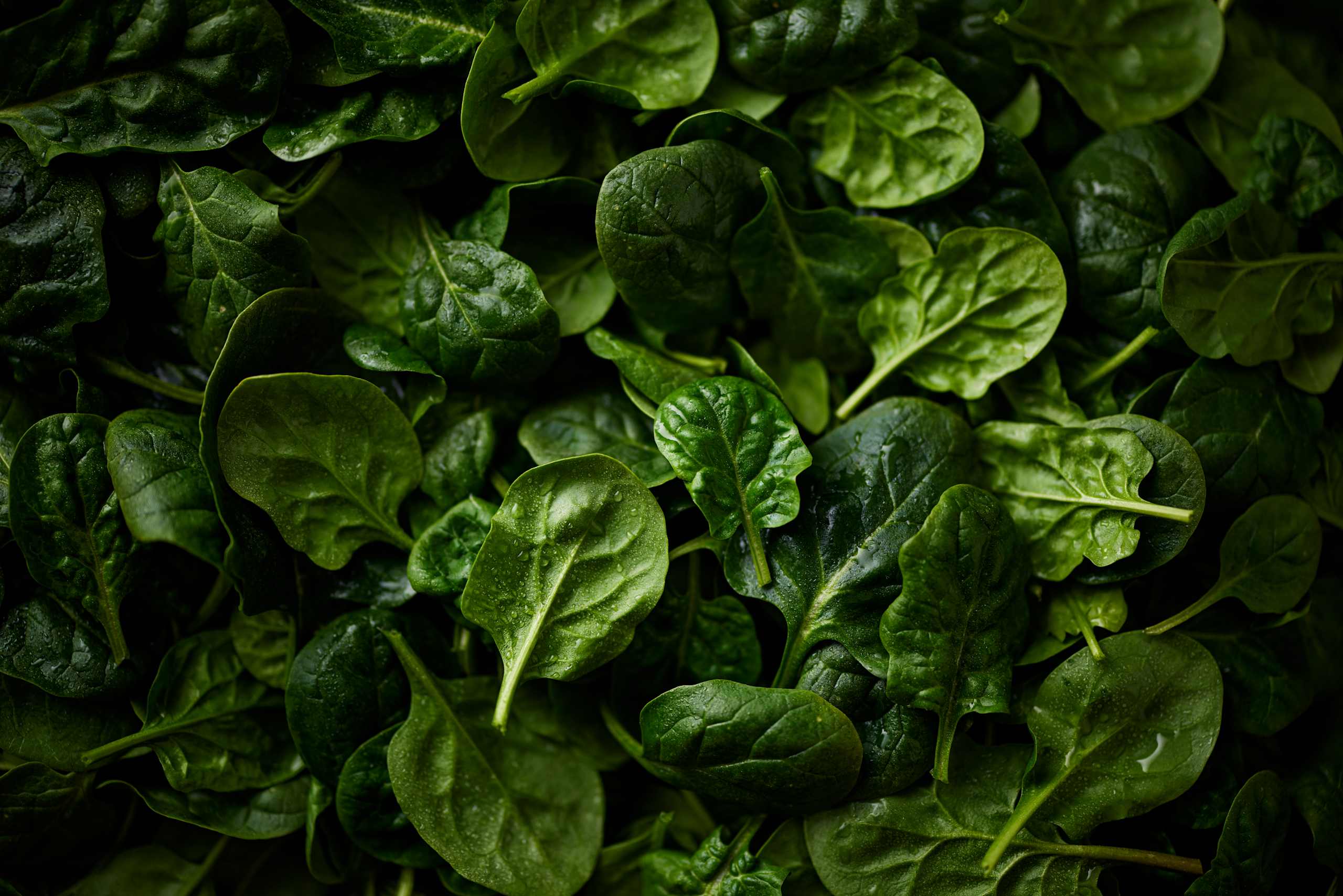 Young Spinach 3 of 3