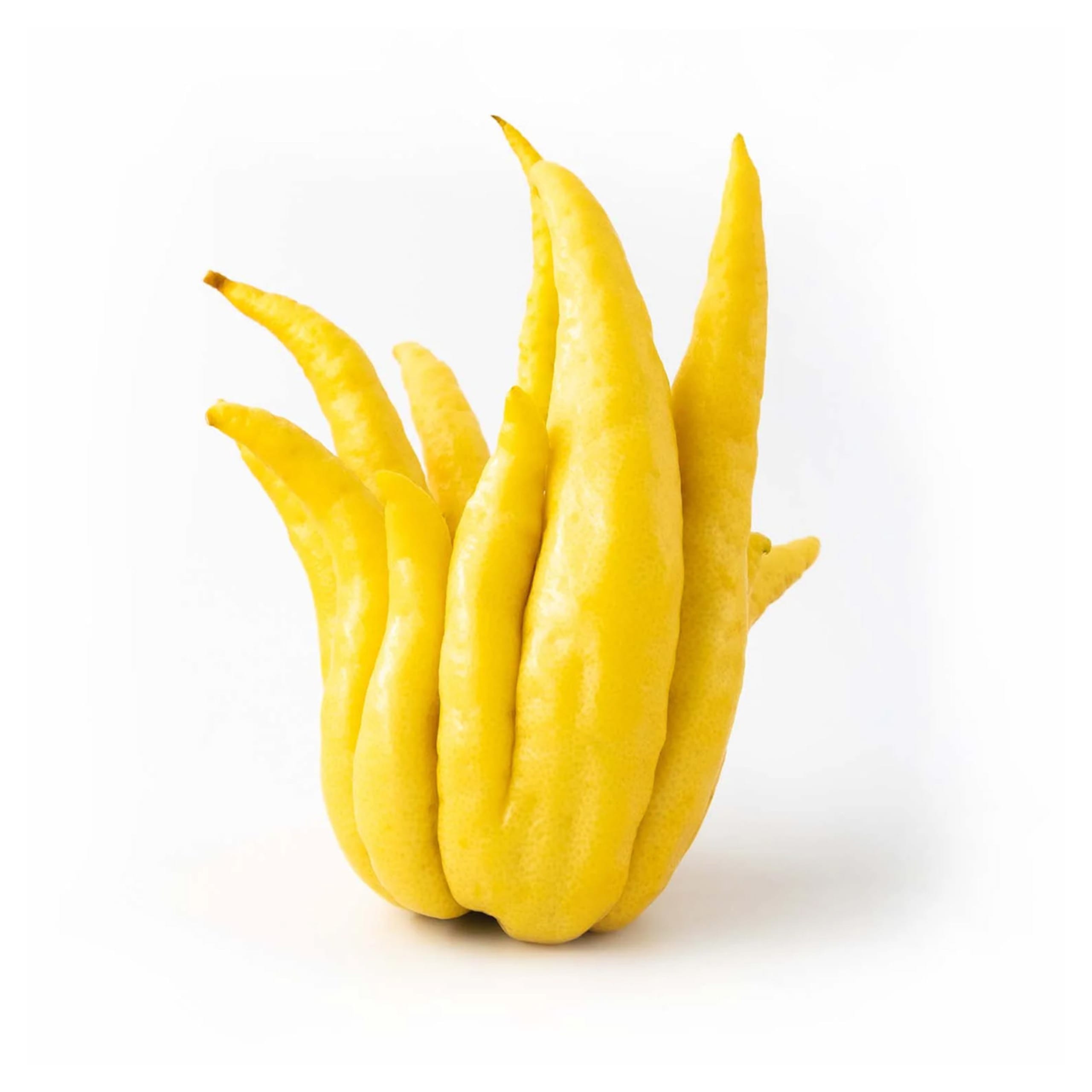 Buddha's Hands 1 of 1