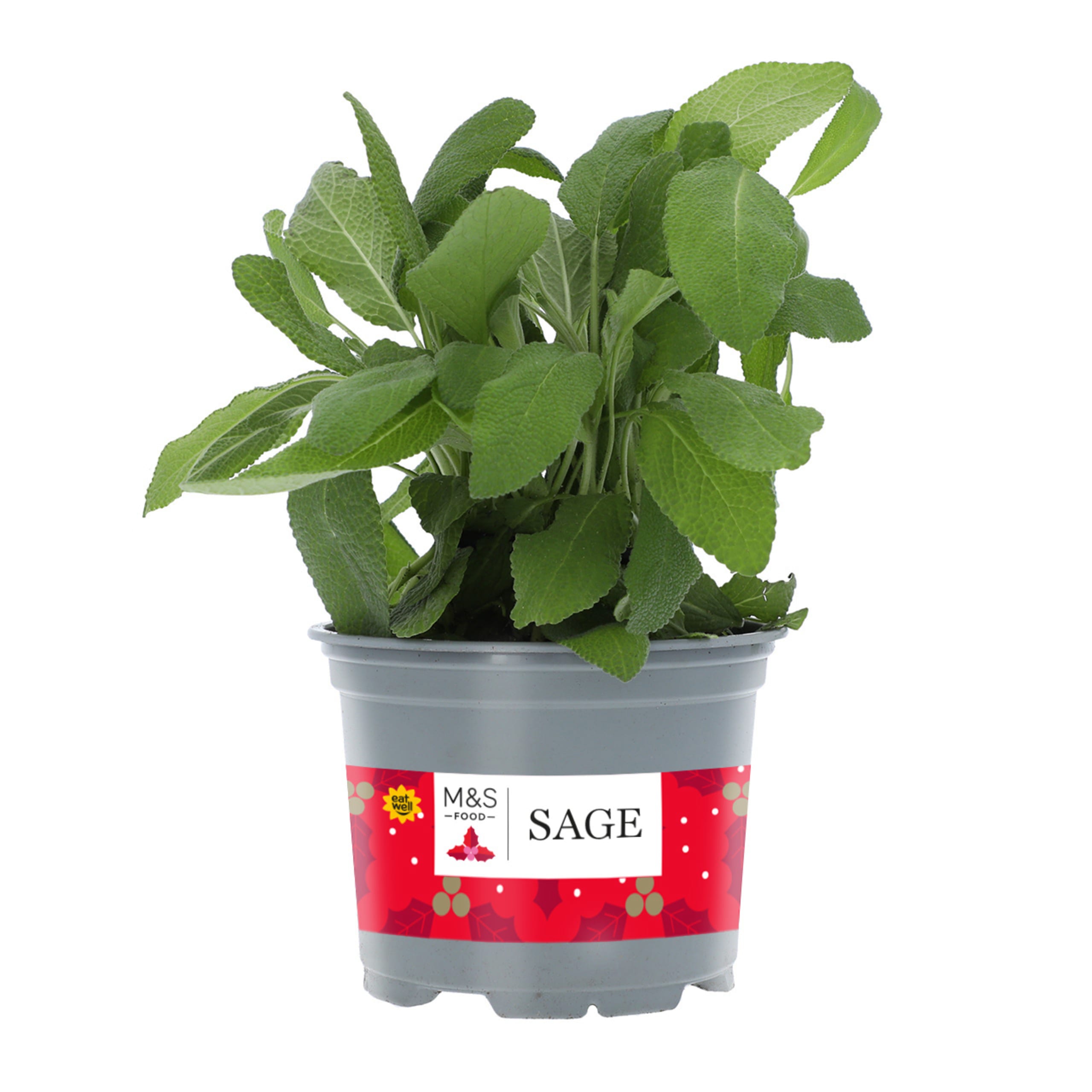 Sage Pot 1 of 1