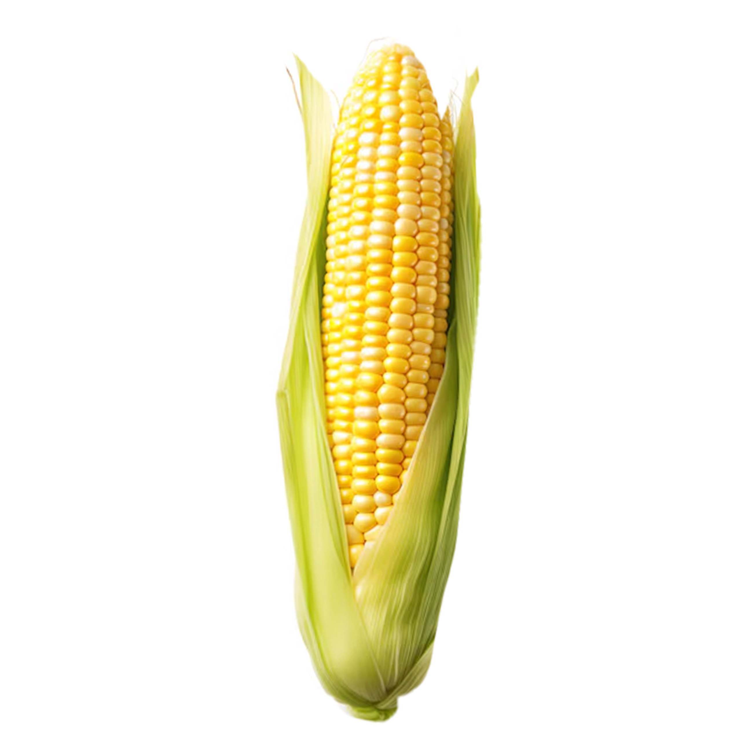 Corn On The Cob 1 of 2