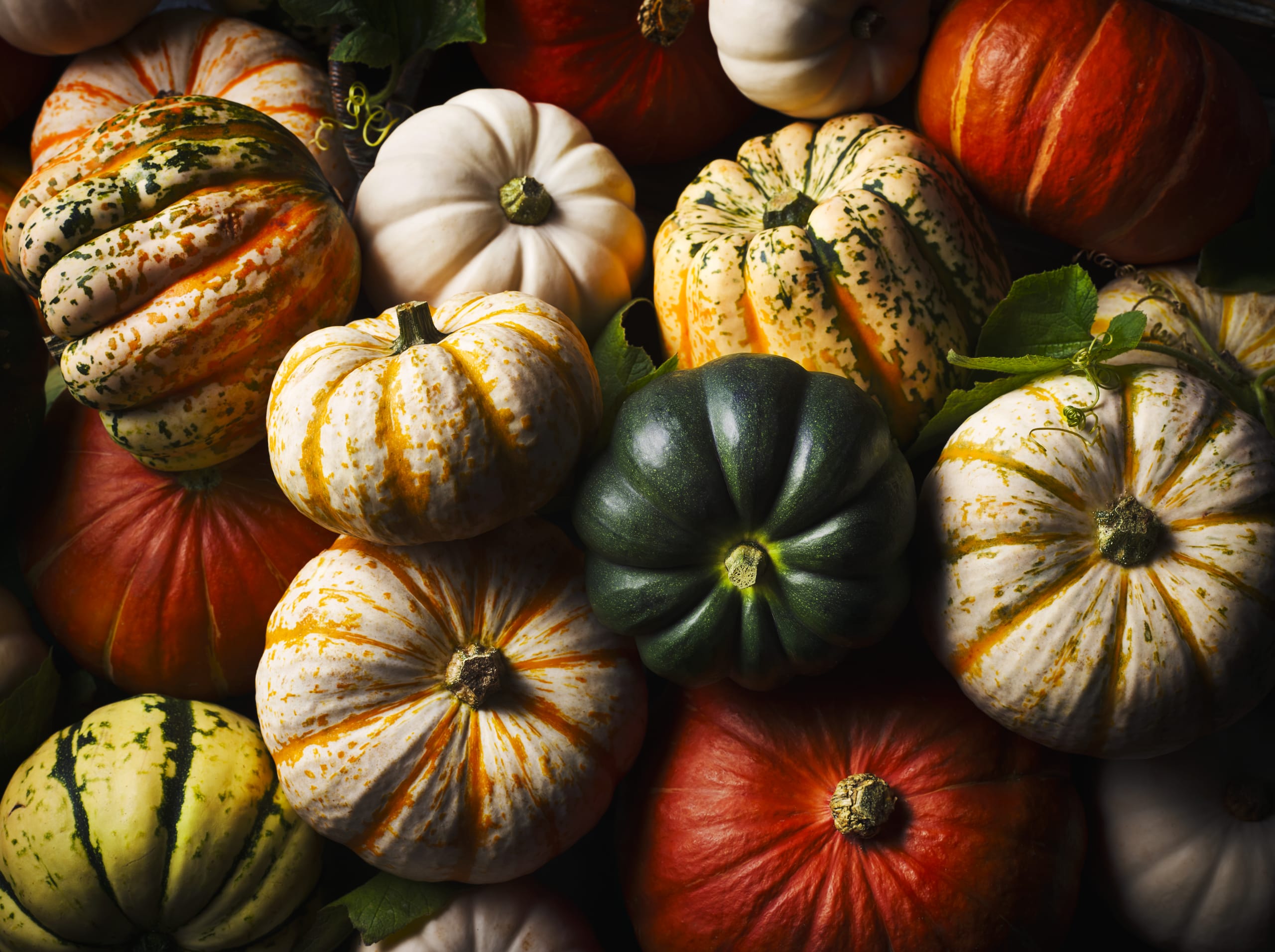 Mixed Squash 2 of 2