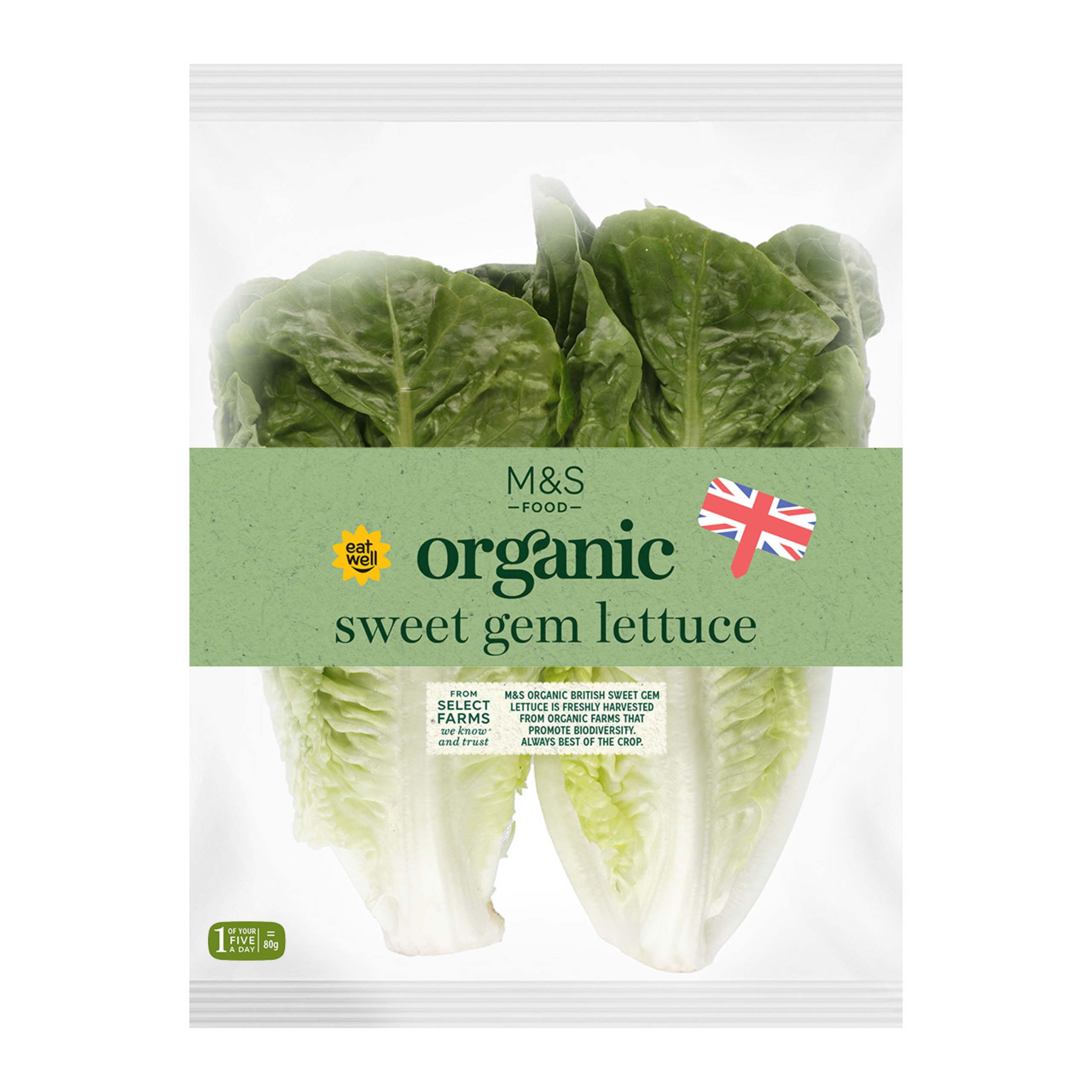 Organic Sweet Gem Lettuce 1 of 1