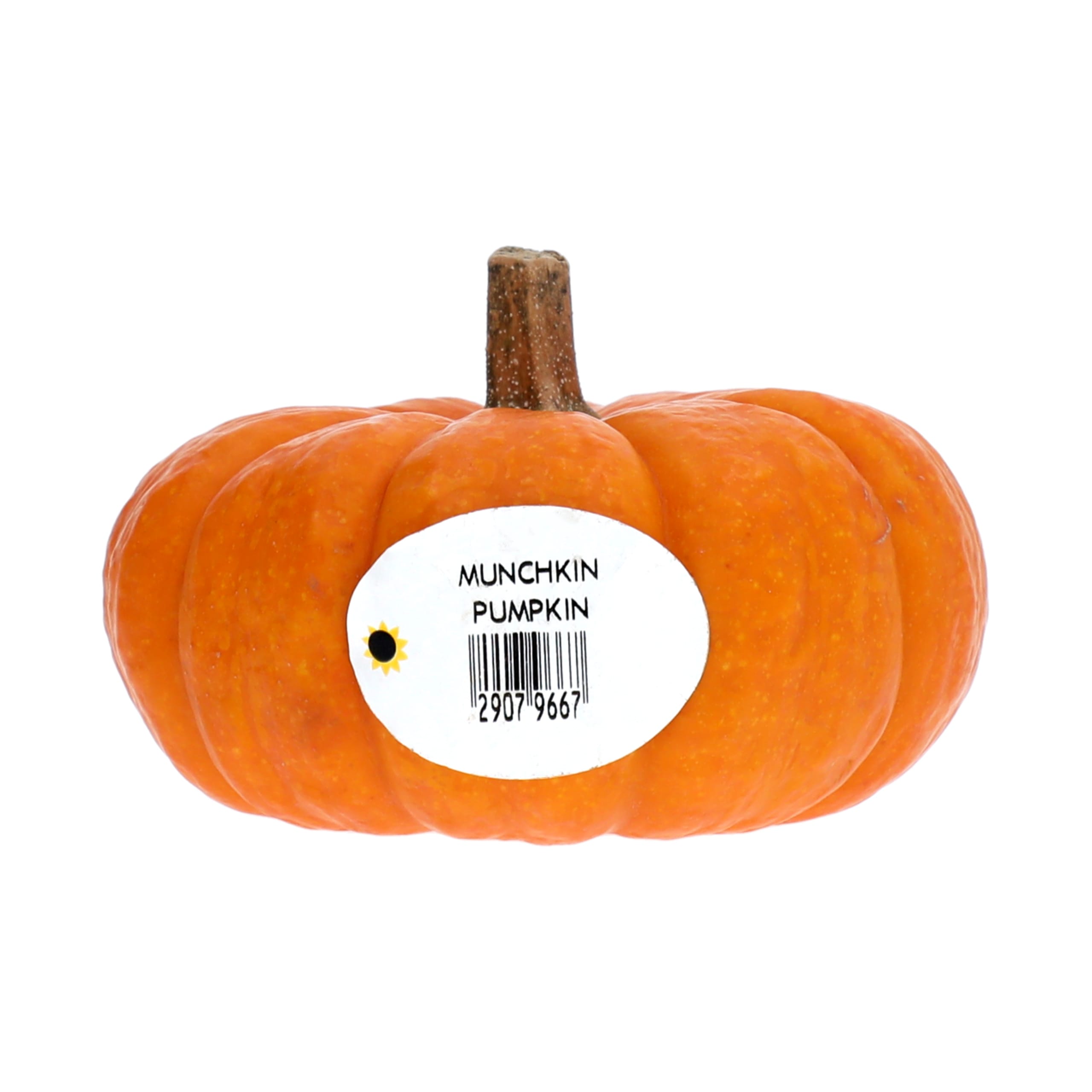 Munchkin Pumpkin 1 of 1