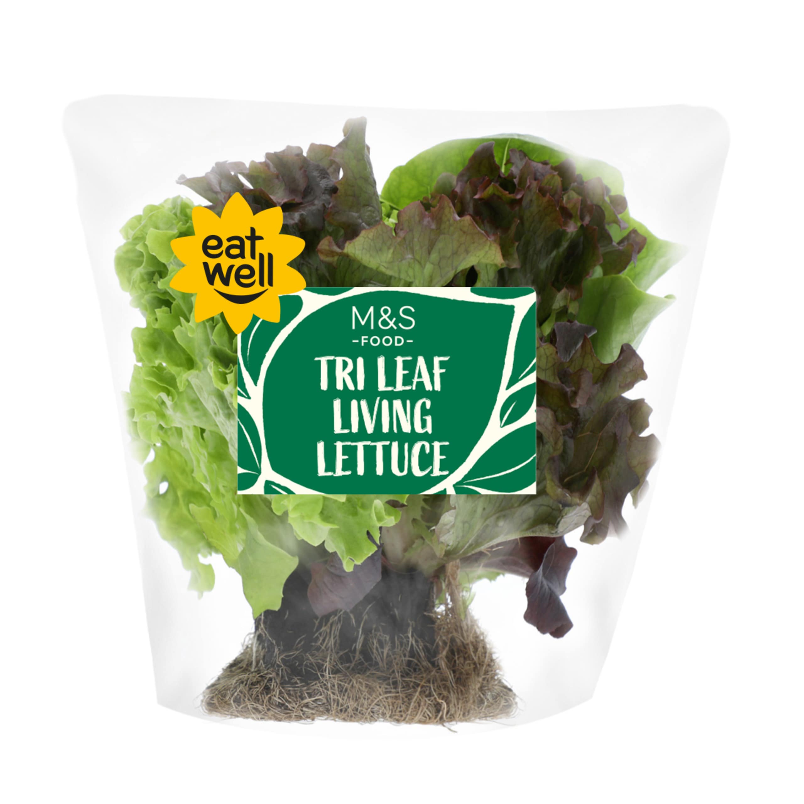 Tri Leaf Living Lettuce 1 of 1