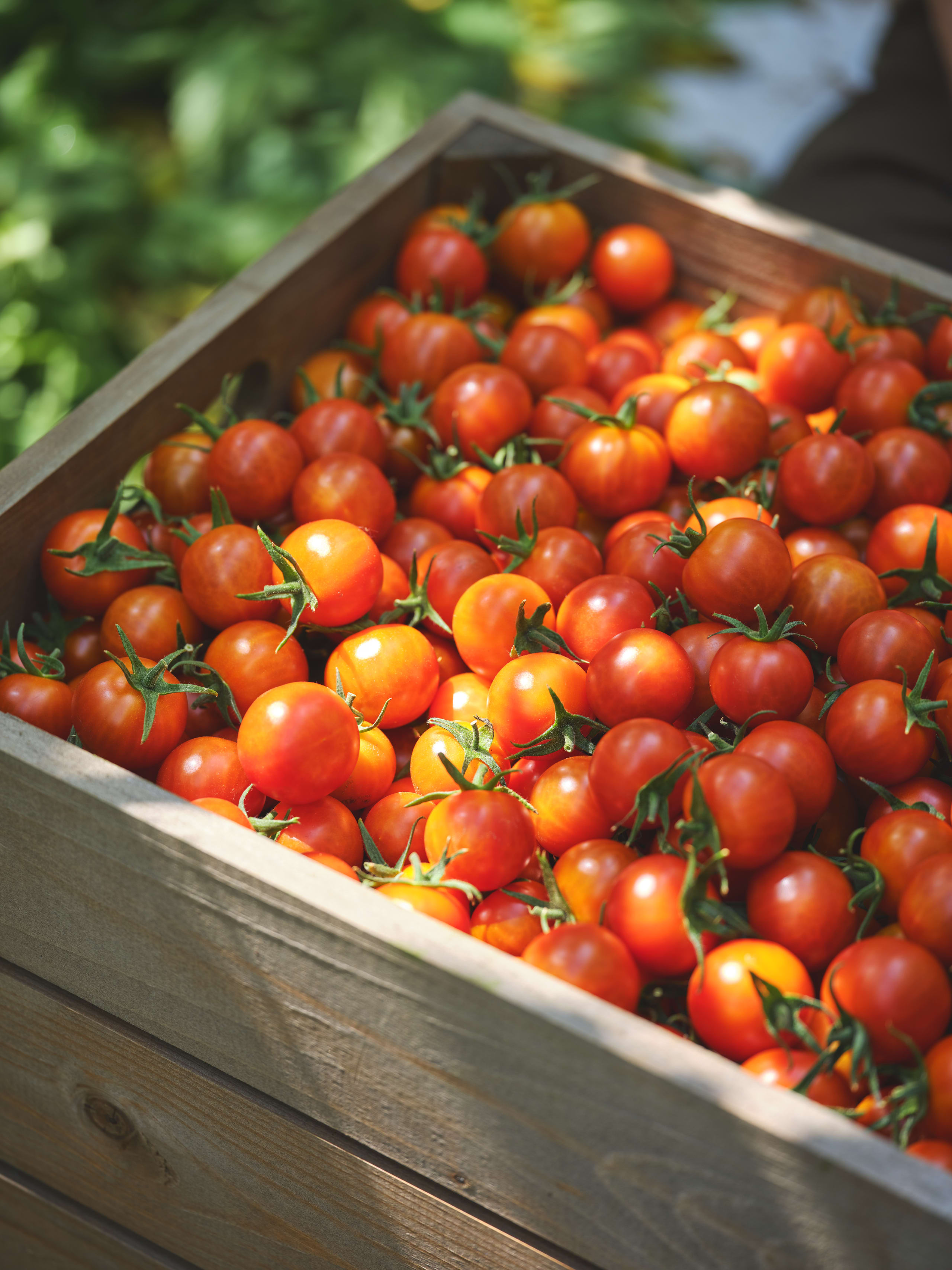 Piccolo Vine Tomatoes 2 of 3