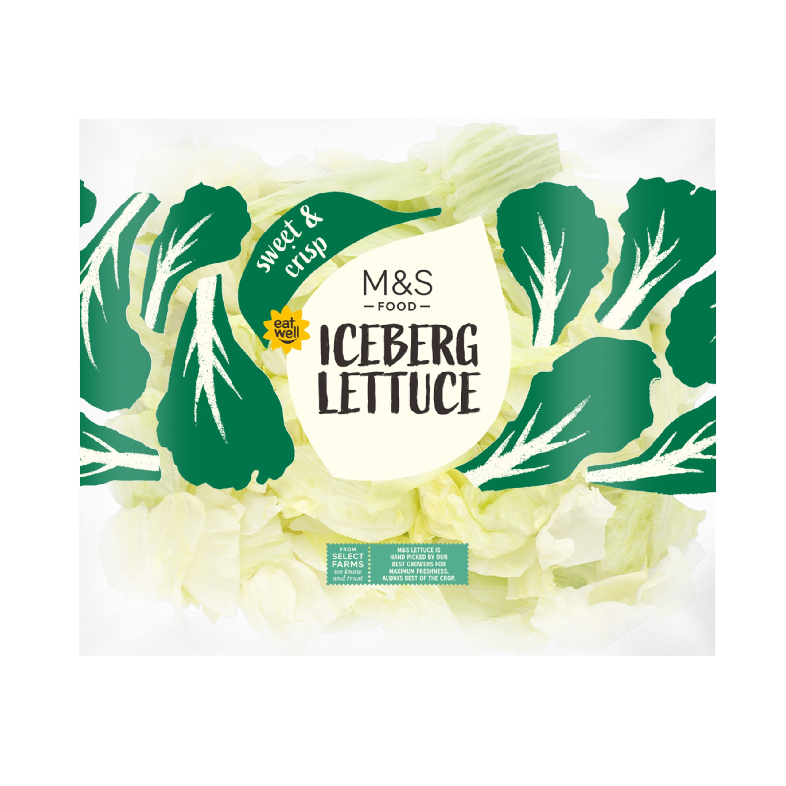 Icerberg Lettuce 1 of 1