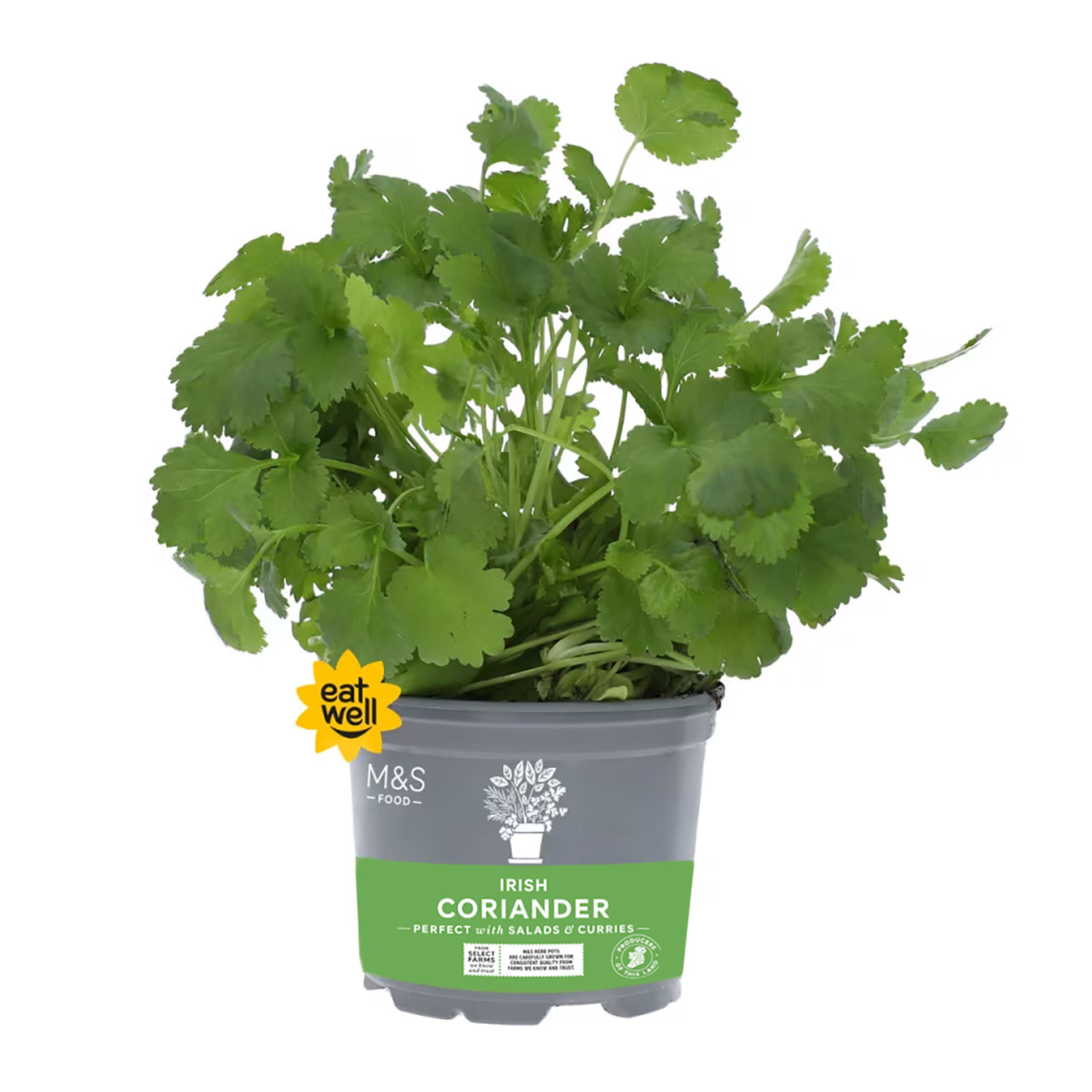 Irish Coriander 1 of 1