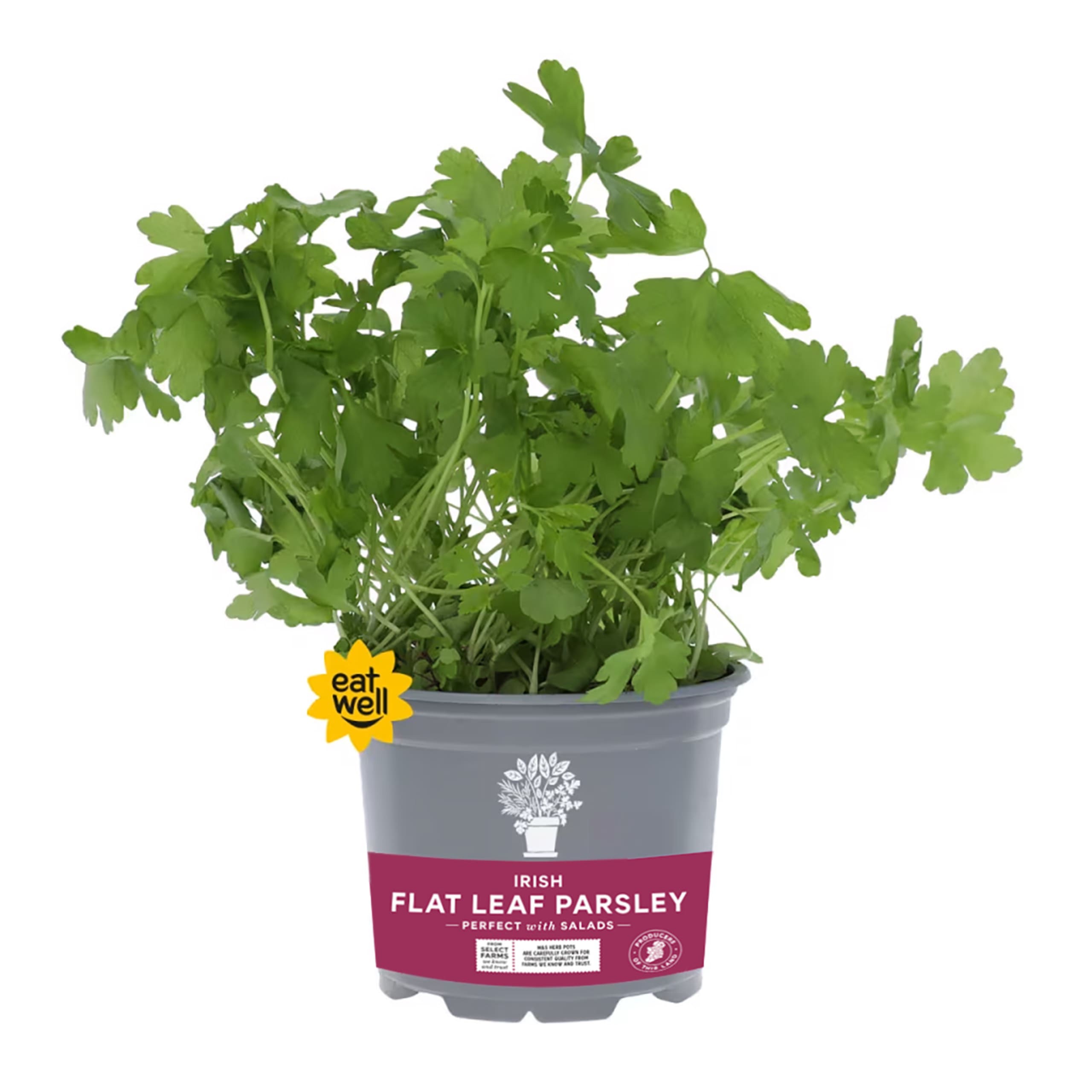 Irish Flat Leaf Parsley 1 of 1