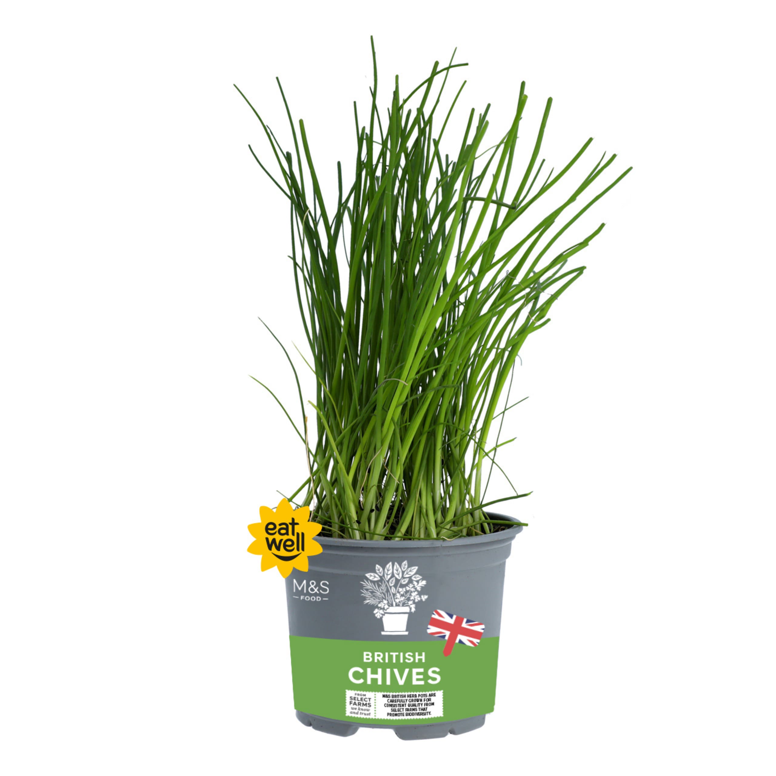 British Chives 1 of 1