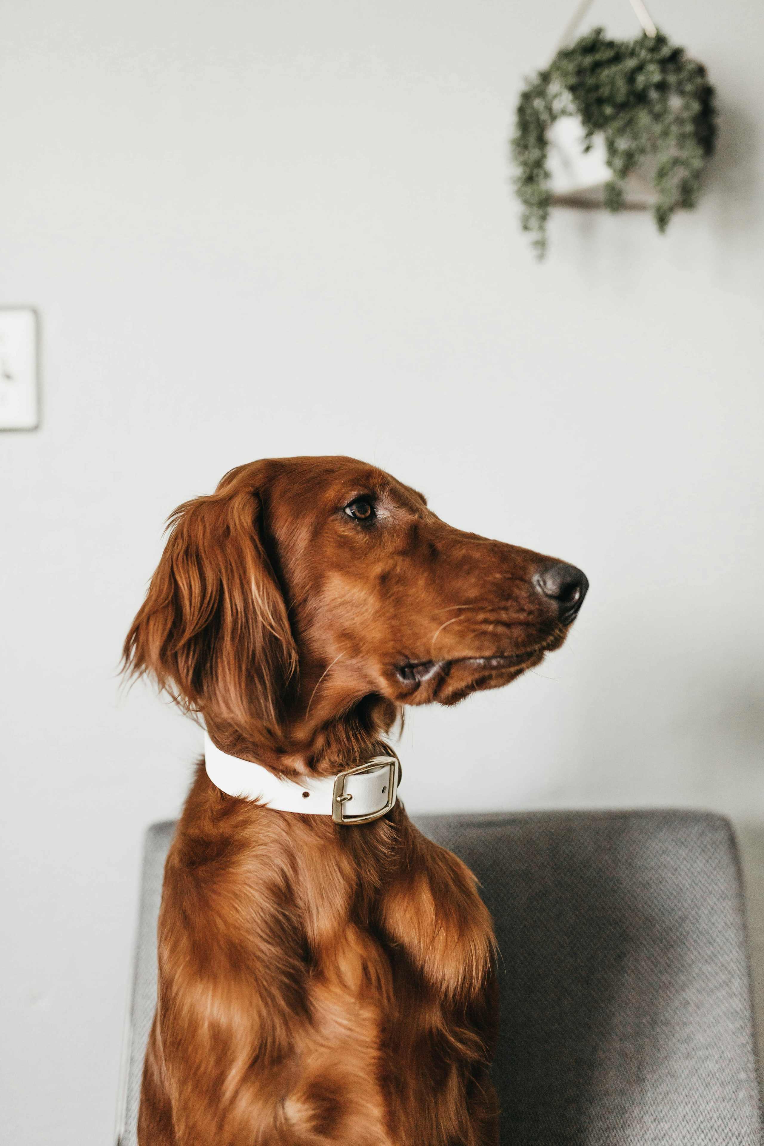 Pet Insurance